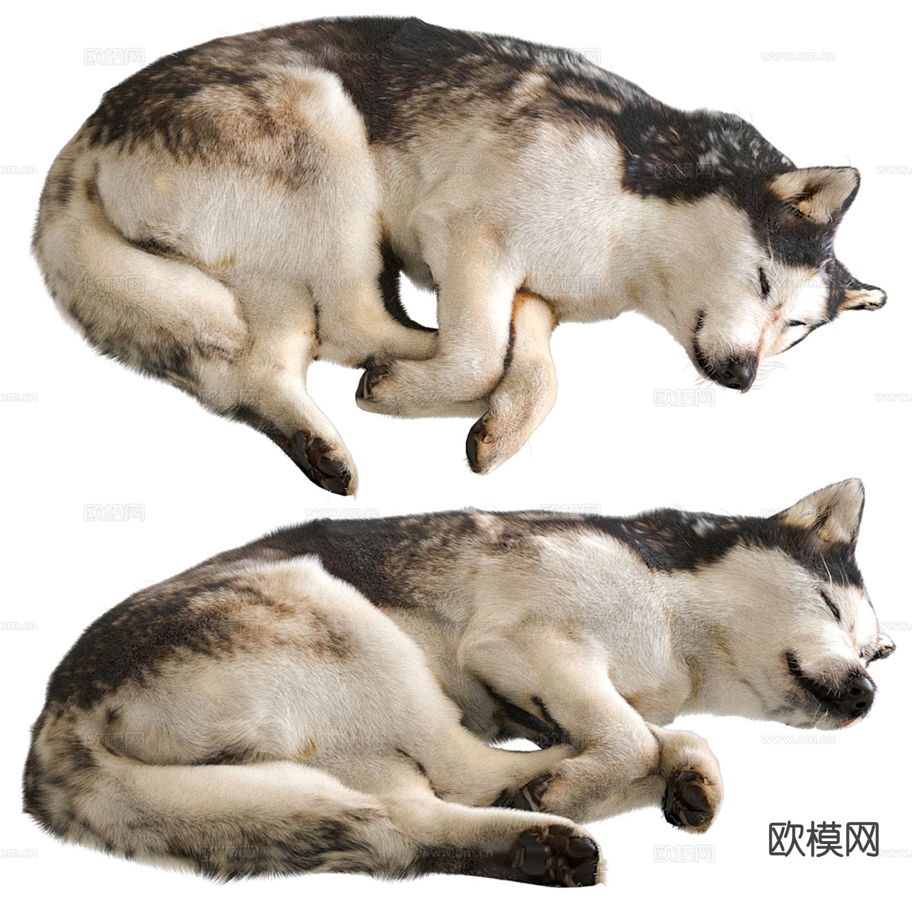 宠物狗 哈士奇 睡着的狗狗3d模型下载（渲染图2）