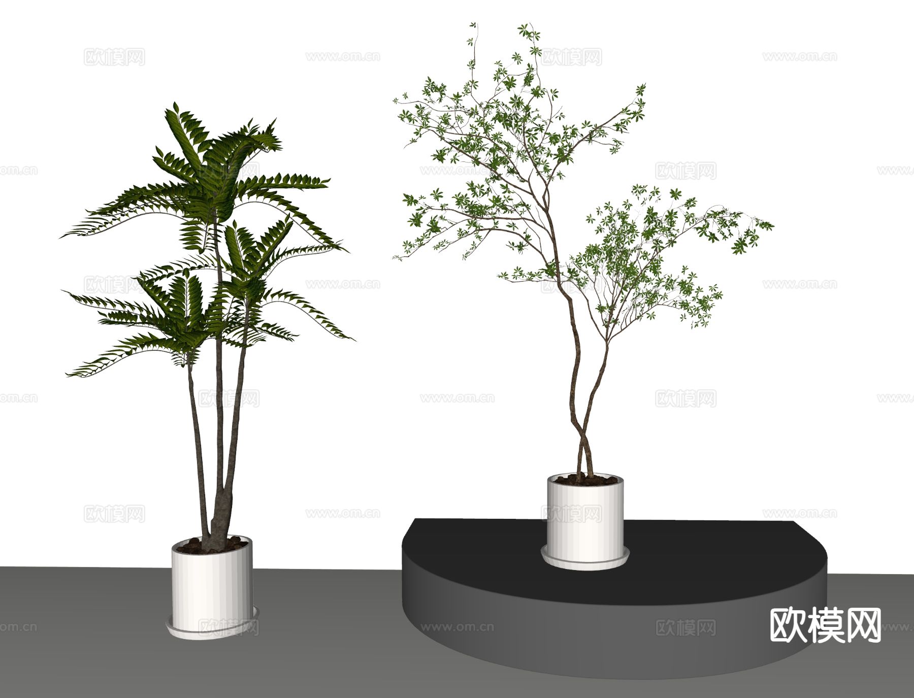蕨类盆栽 绿植su模型下载（渲染图1）