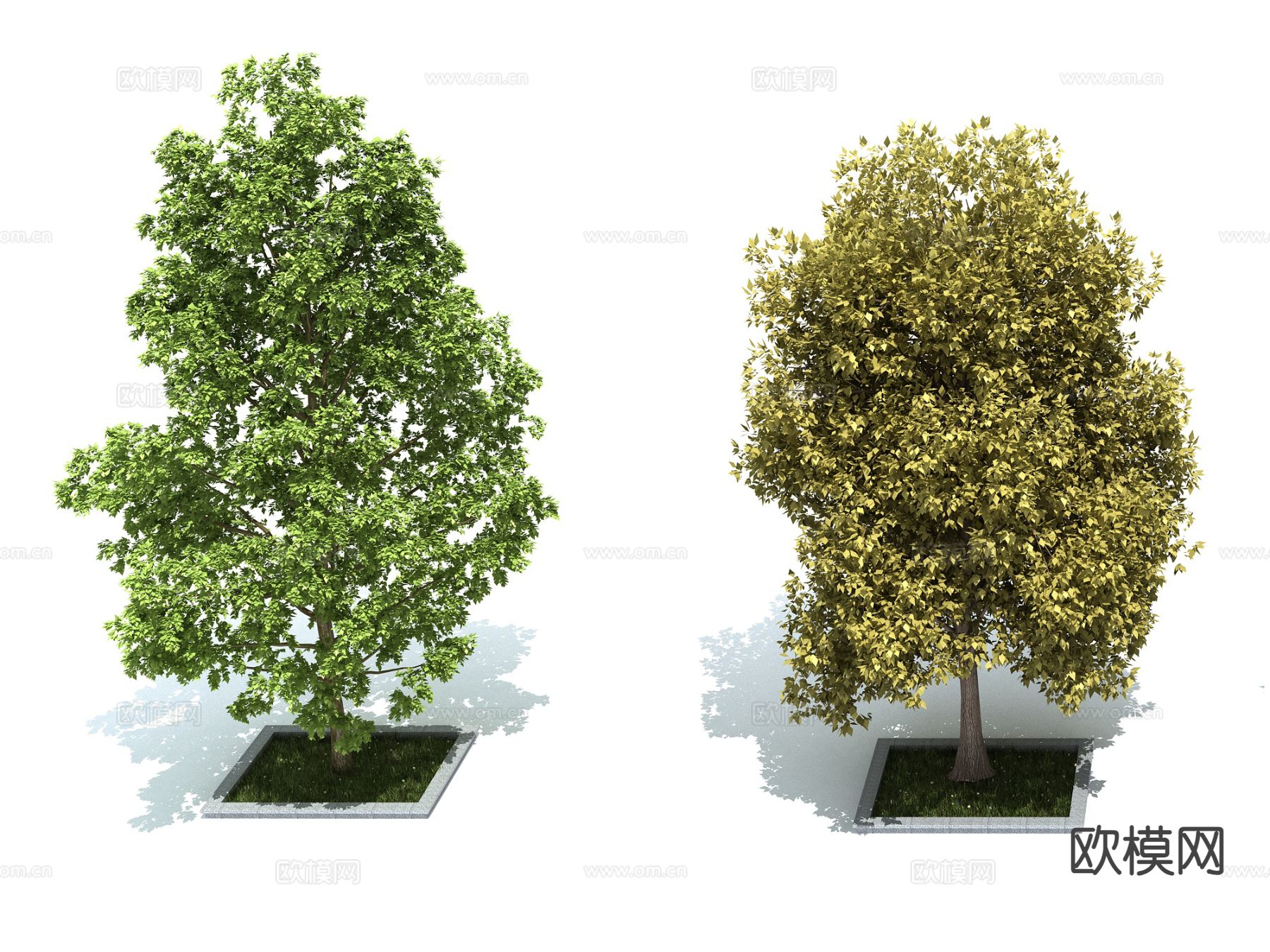 植物 树木 景观树 行道树 绿化树3d模型