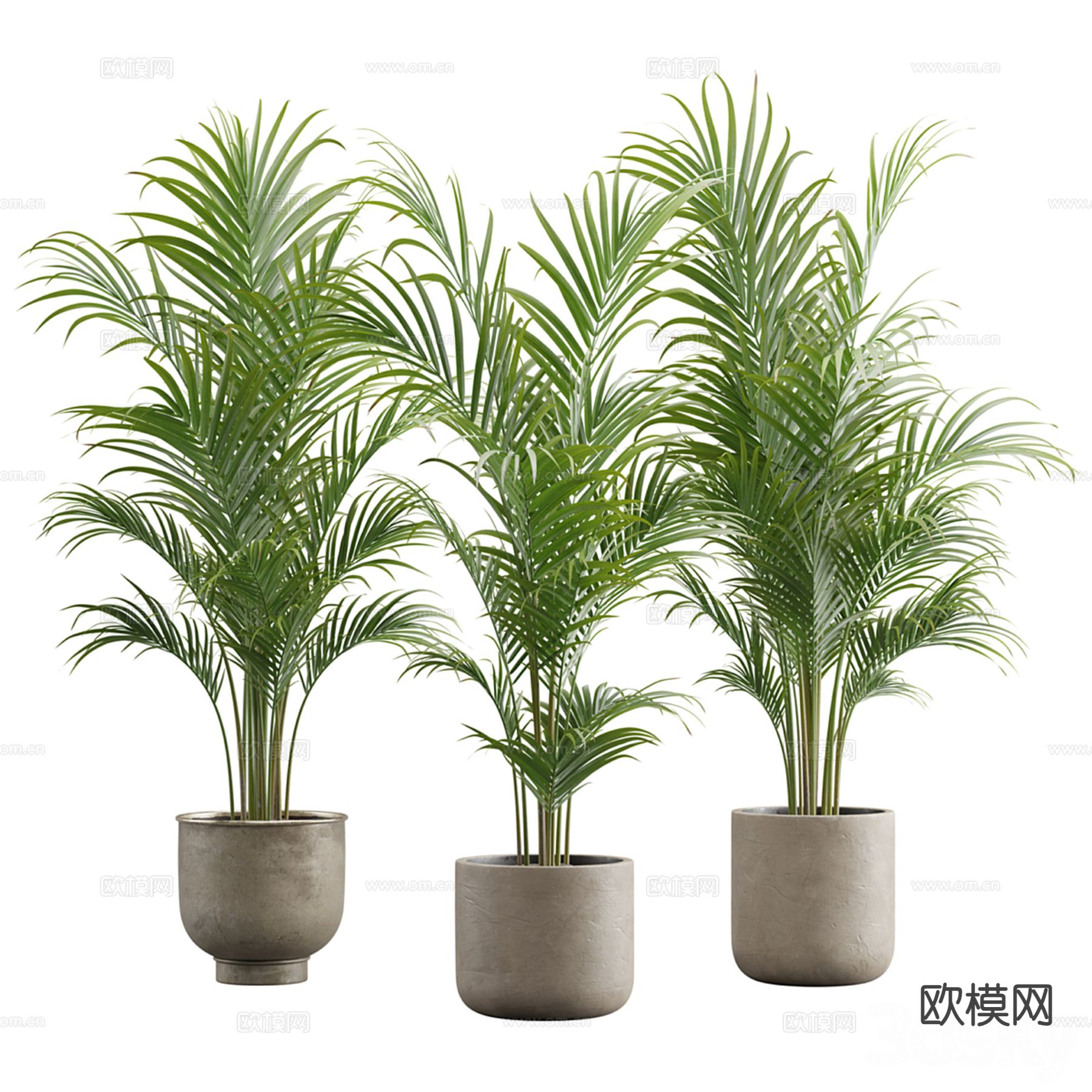 Dypsis Lutescens  槟榔 棕榈 绿植 盆栽3d模型