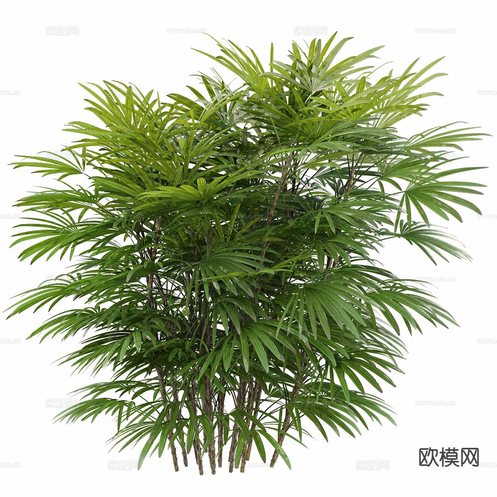 竹子 植物 绿植 灌木3d模型