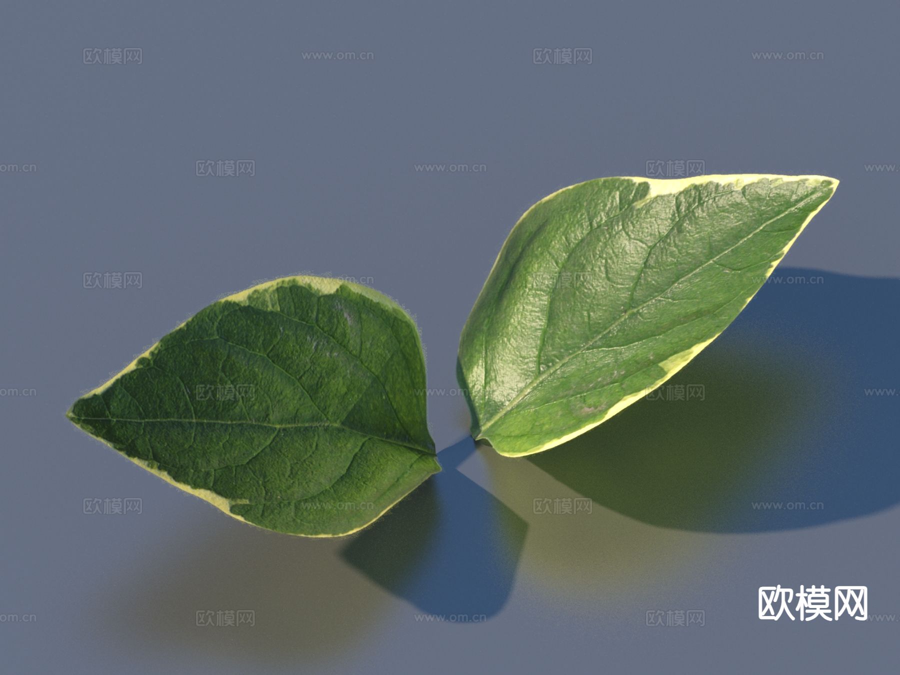 蔬菜 菜叶 树叶 食物3d模型下载