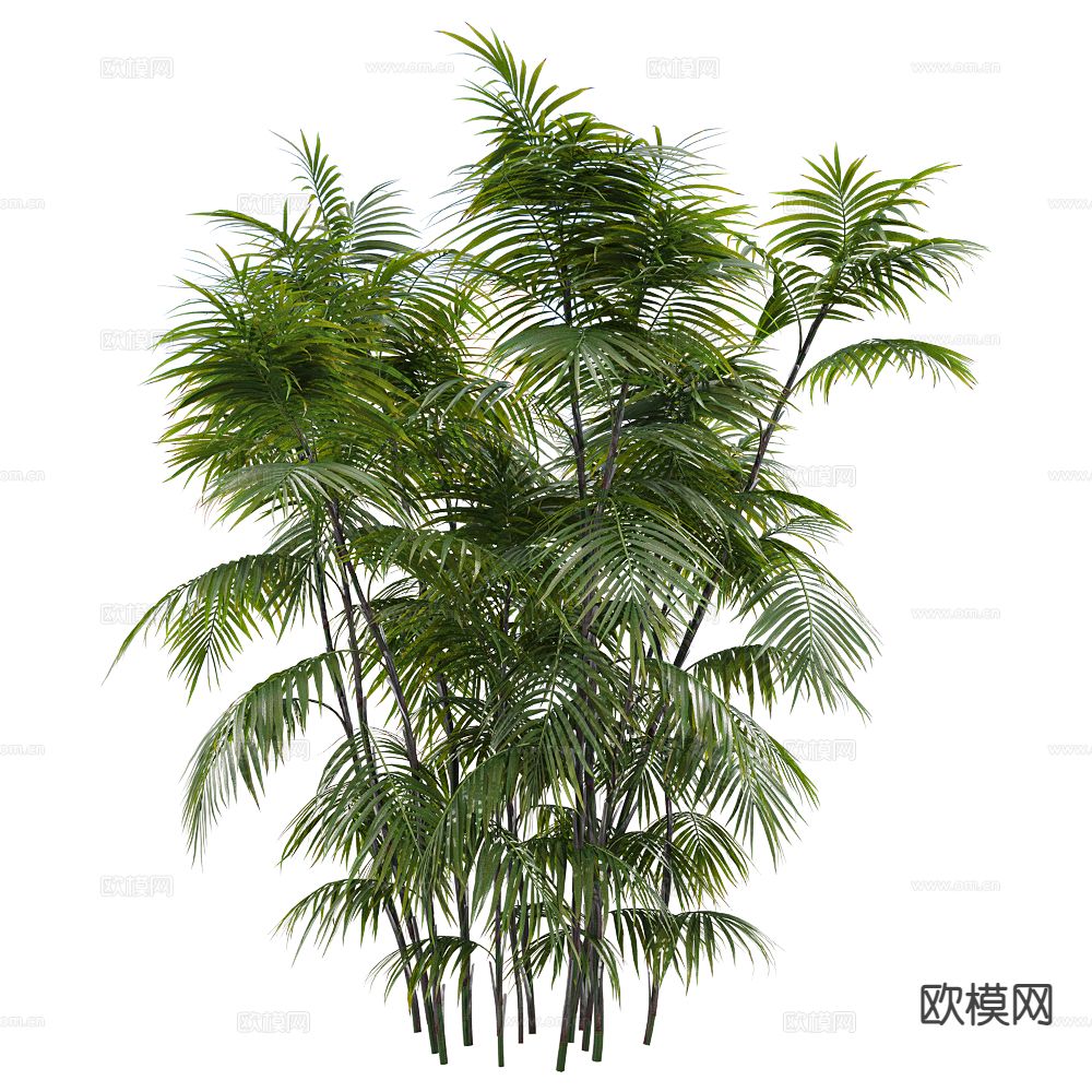 竹子 植物 绿植 灌木3d模型