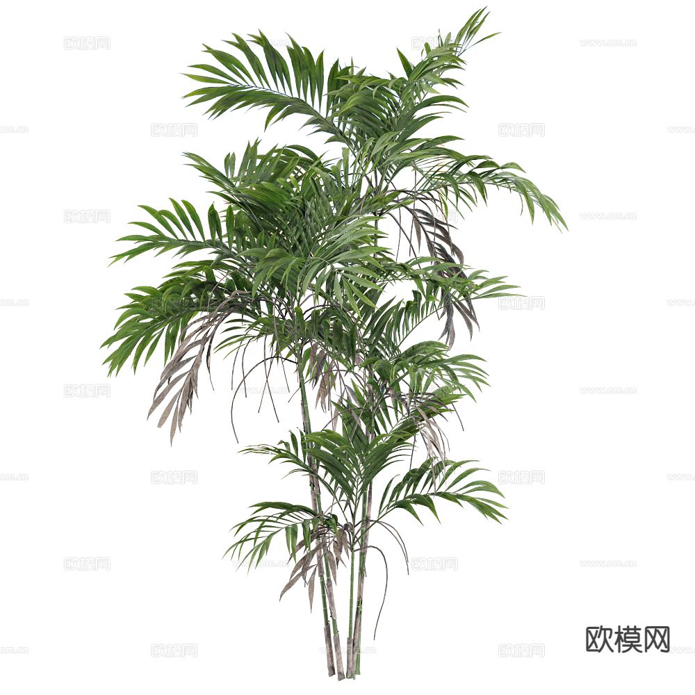 竹子 植物 绿植 灌木3d模型