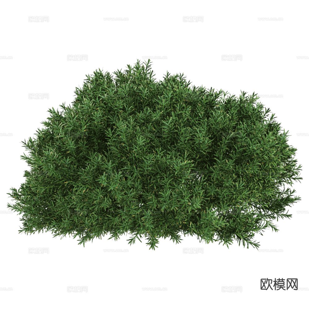 现代植物 灌木3d模型