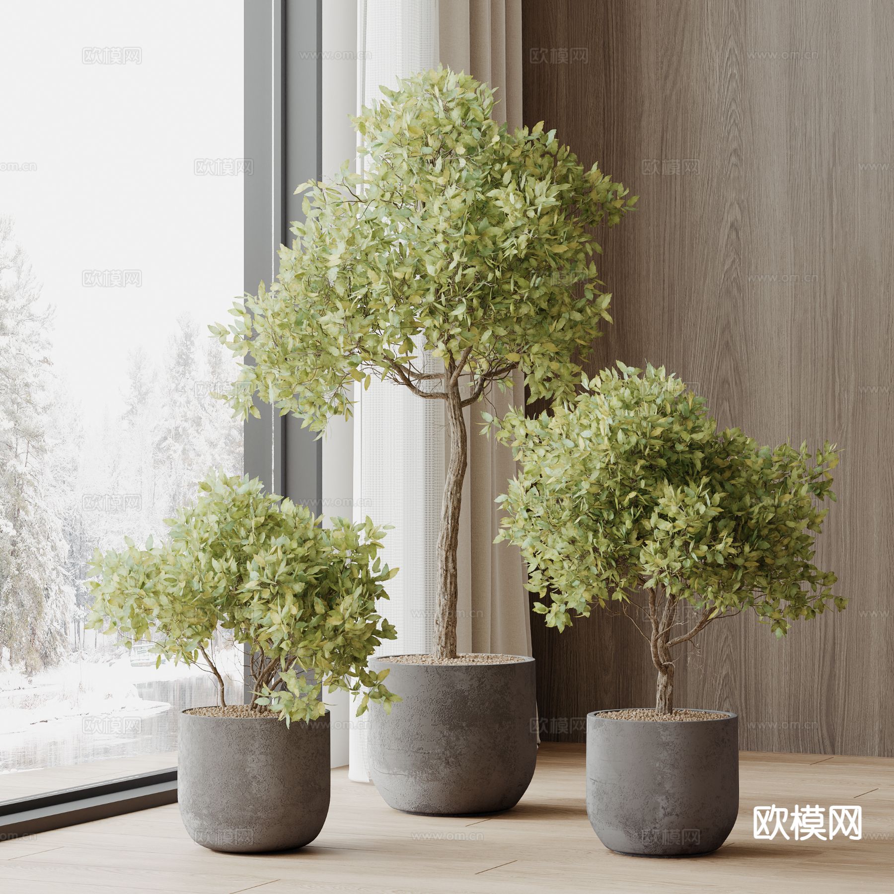 植物盆栽 小树3d模型