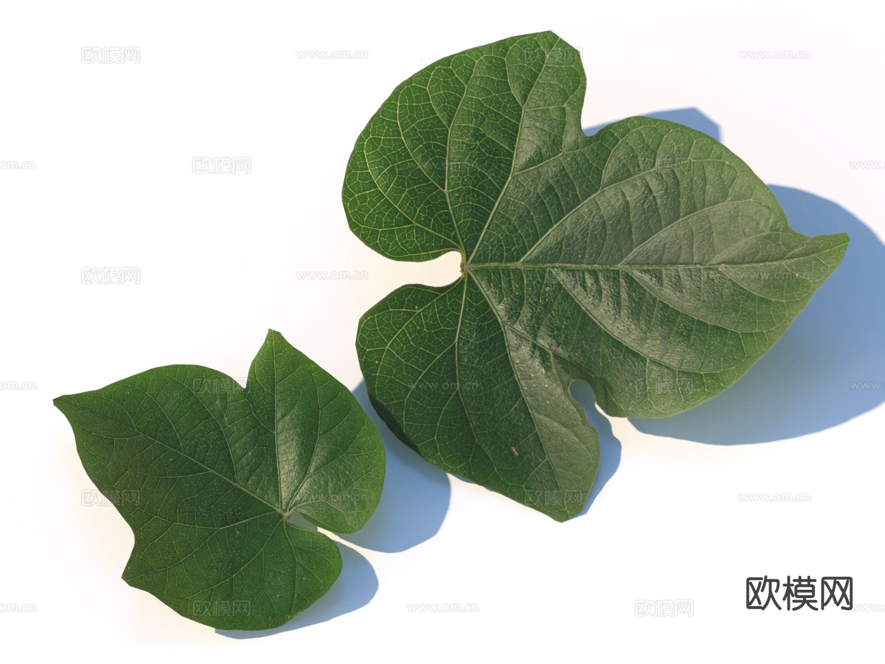 蔬菜 菜叶 树叶 食物3d模型下载