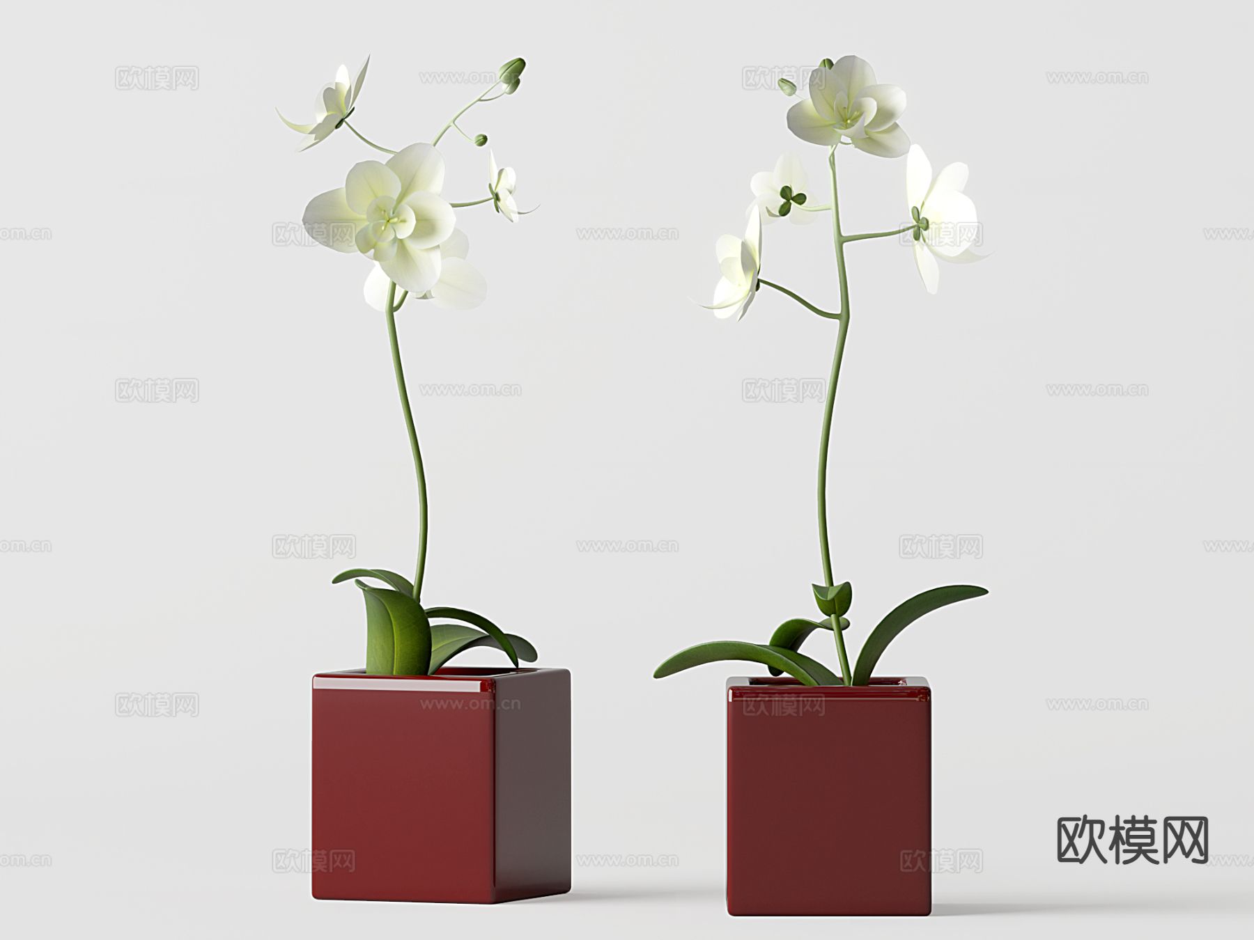 花瓶花卉 蝴蝶兰3d模型