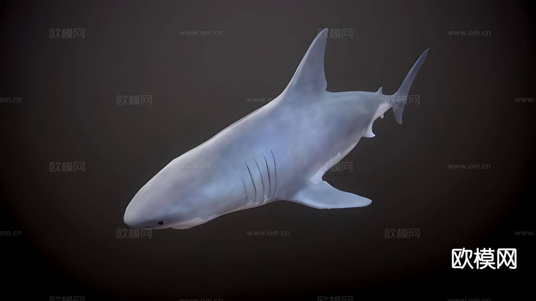 大白鲨 海洋动物3d模型