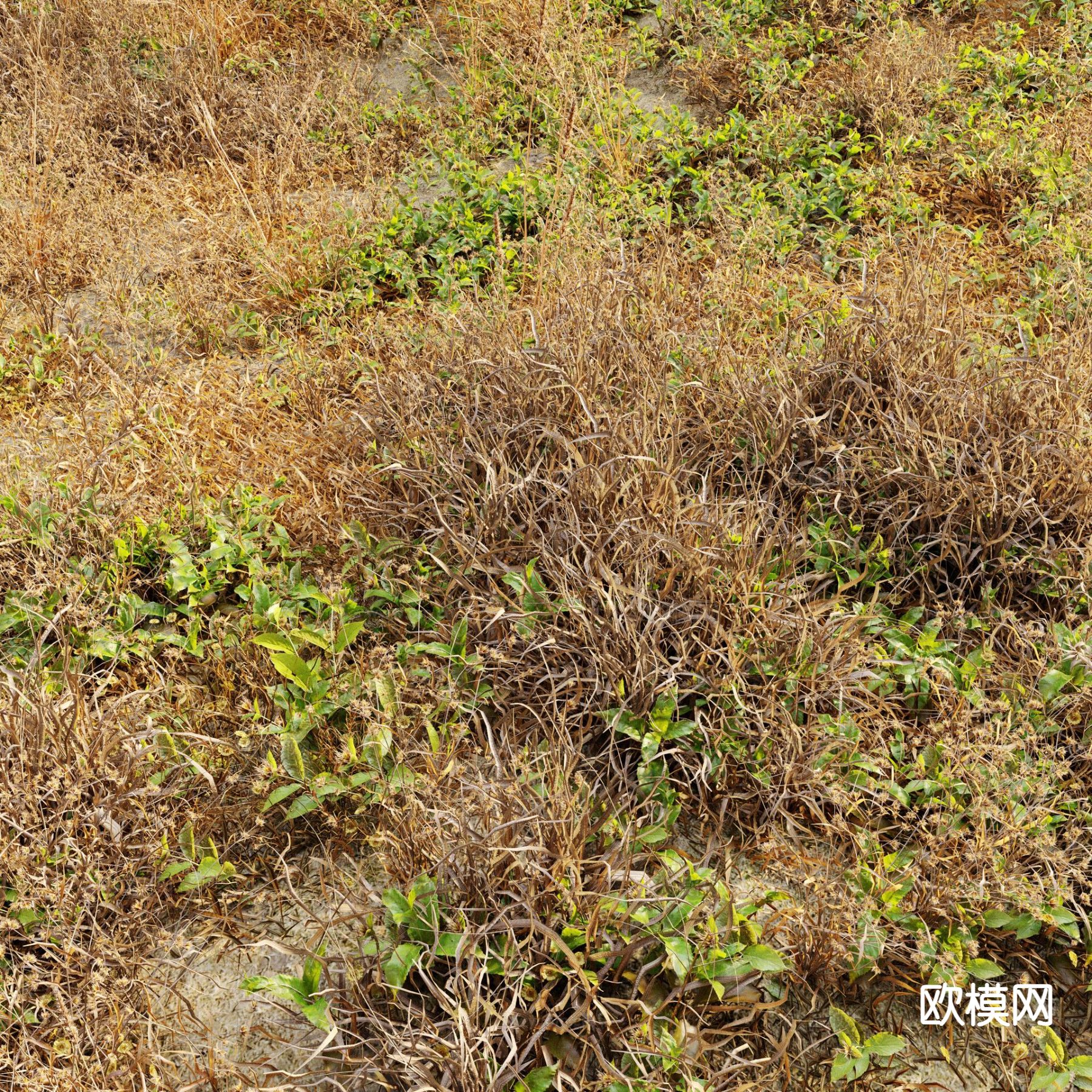 枯草 荒草 草地 草坪 花草3d模型