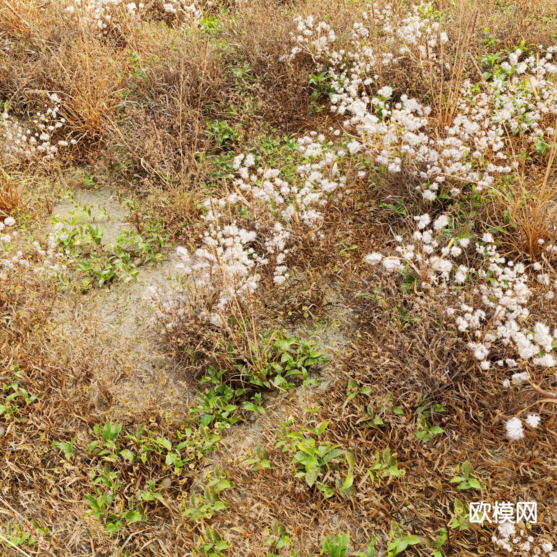 枯草 荒草 草地 草坪 花草3d模型