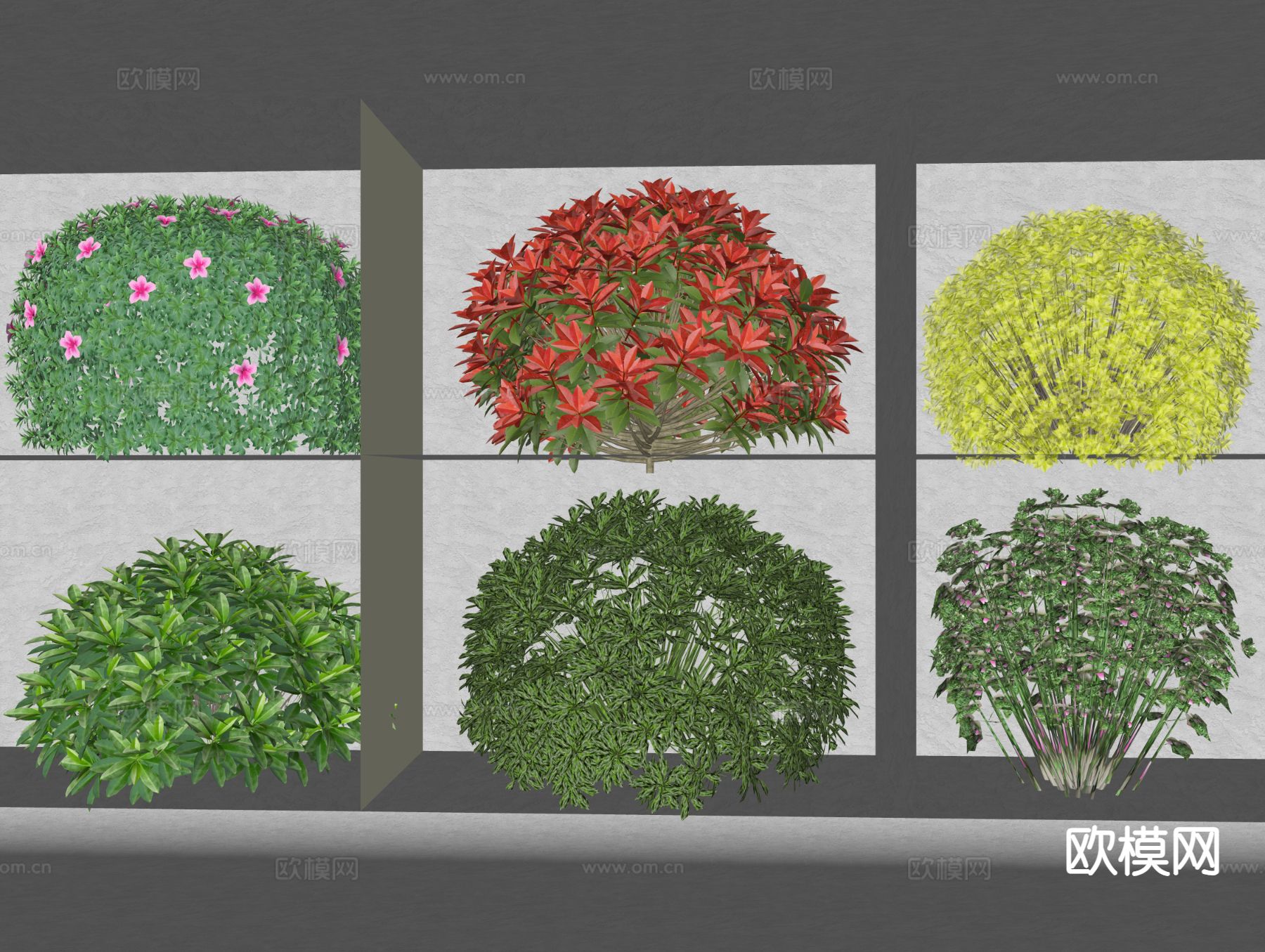 红叶石楠球 金叶女贞球 灌木su模型下载（渲染图1）