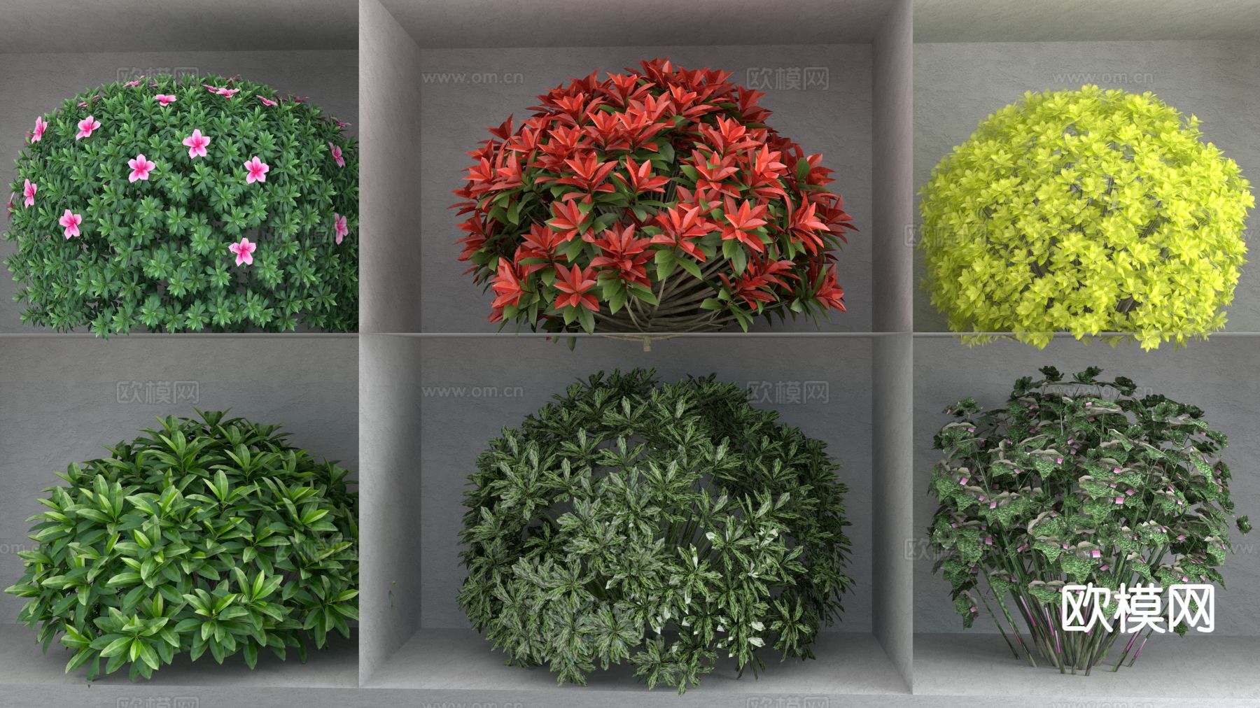 红叶石楠球 金叶女贞球 灌木su模型下载（渲染图2）