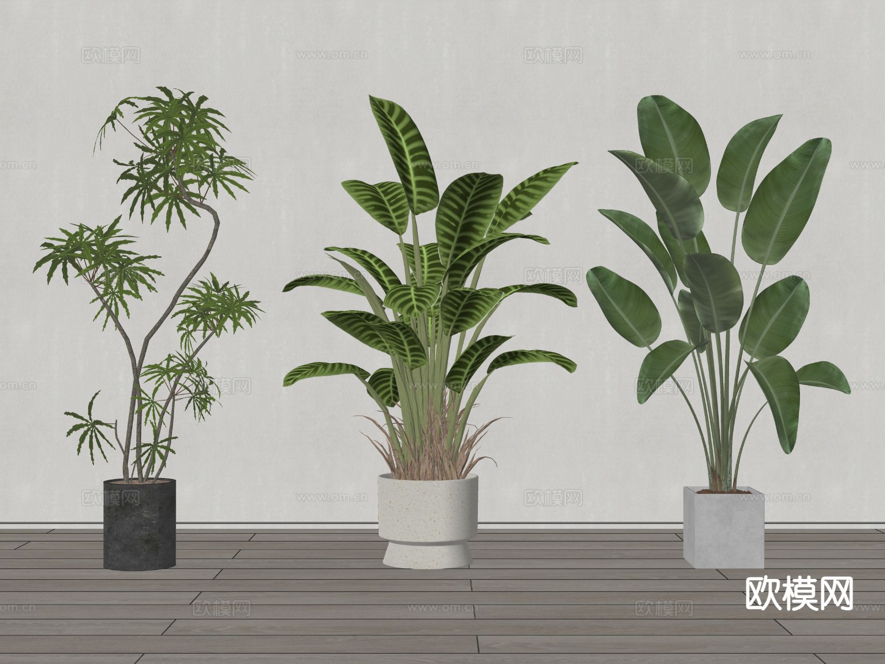 植物盆栽 绿植su模型