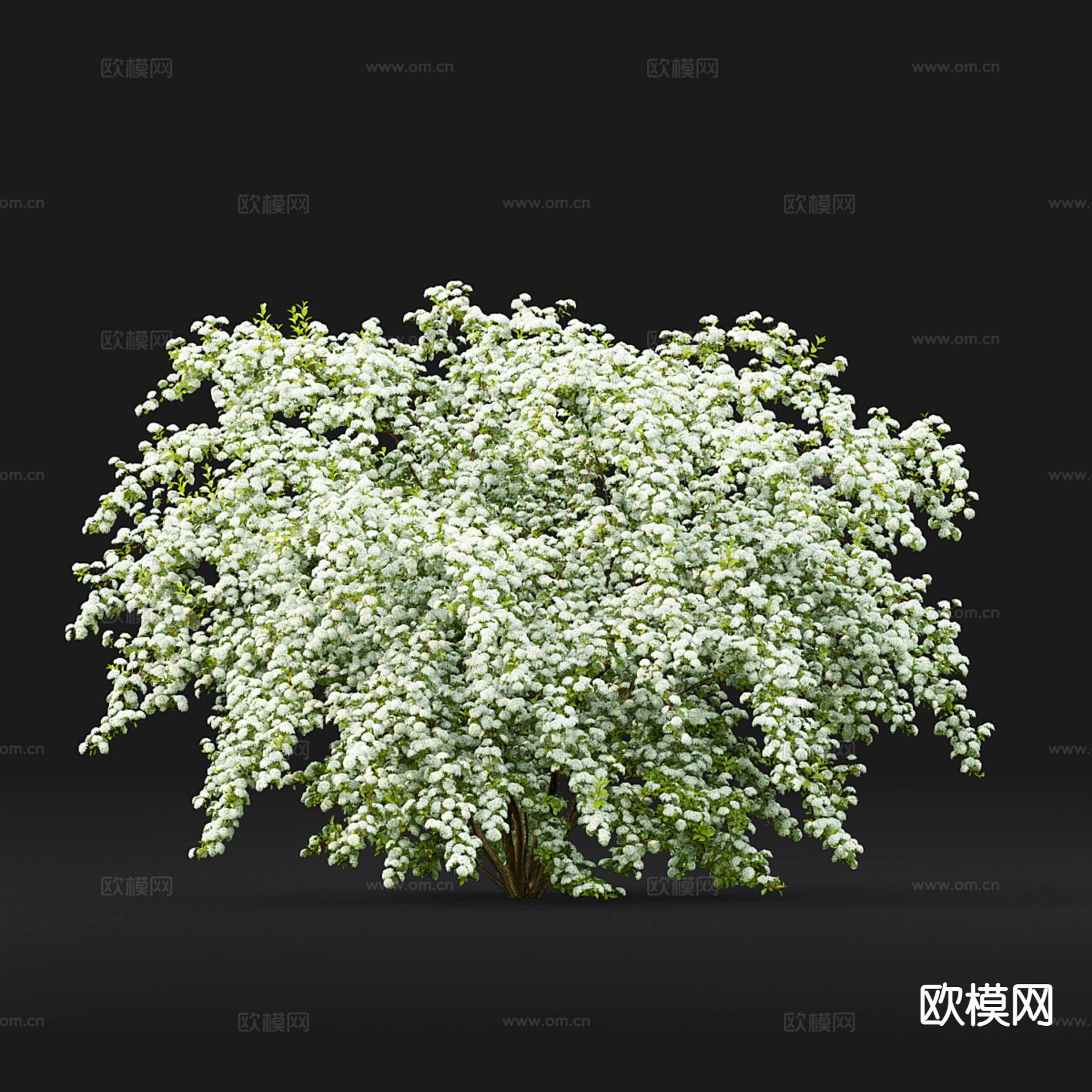 灌木丛 花丛3d模型