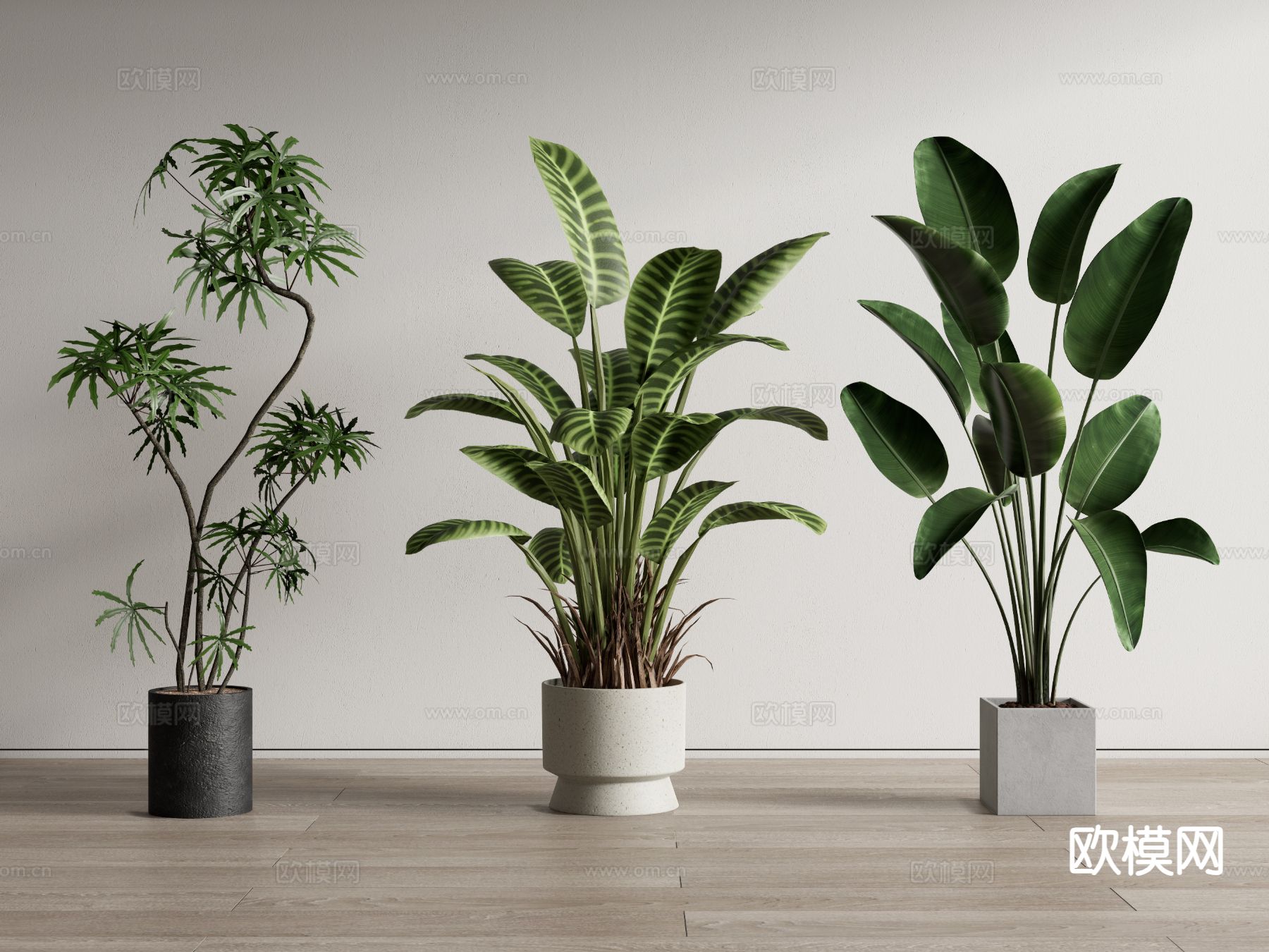 植物盆栽 绿植su模型
