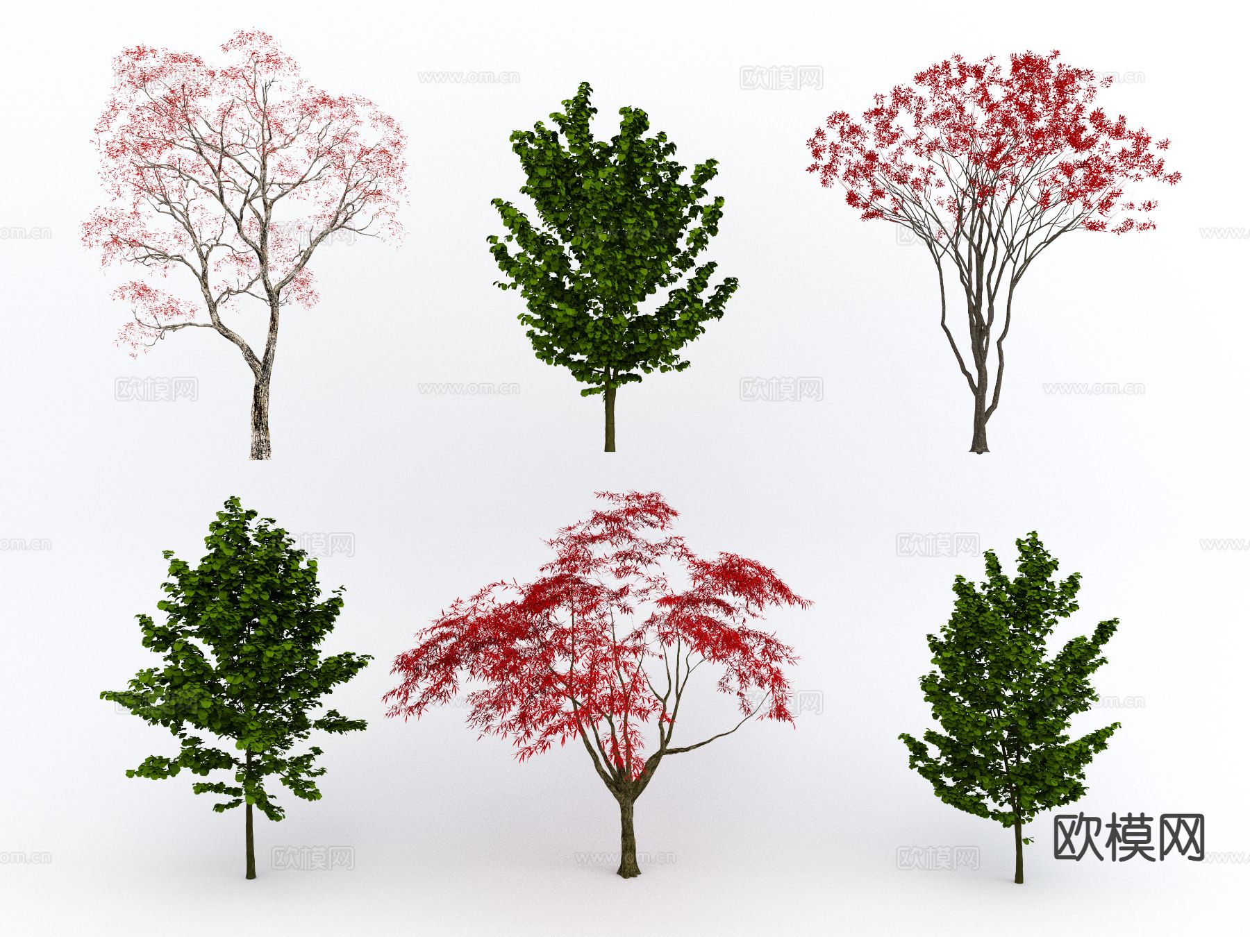 景观树 红叶树 红枫 青枫 鸡爪槭su模型下载（渲染图2）