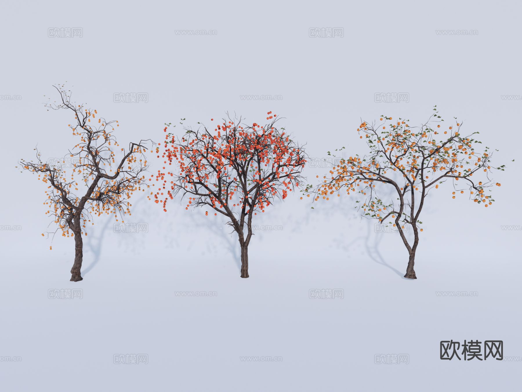 行道树 景观树 乔木 果树 庭院树 柿子树3d模型下载