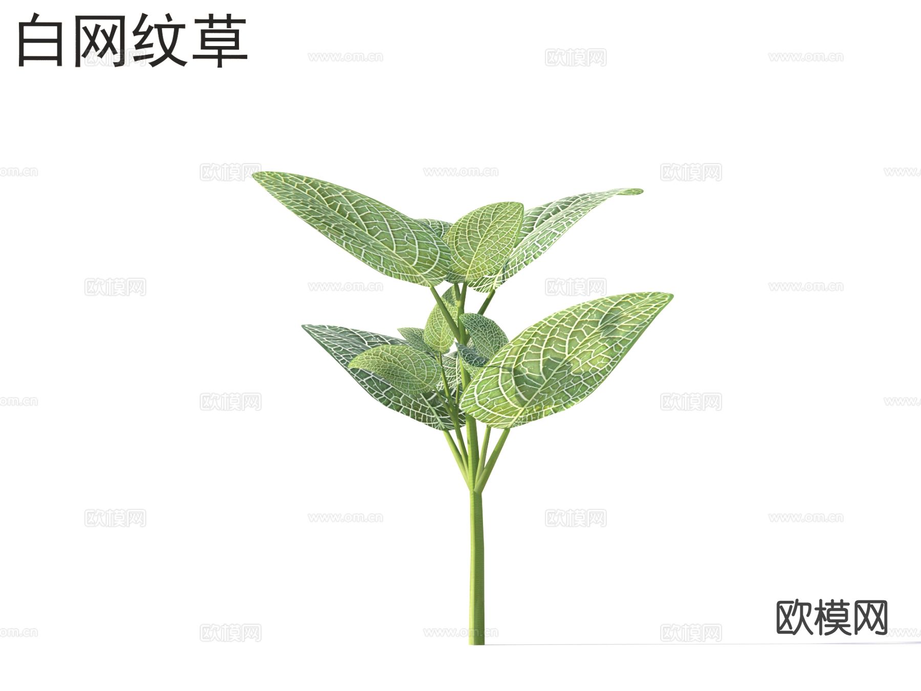 白网纹草 花草灌木3d模型