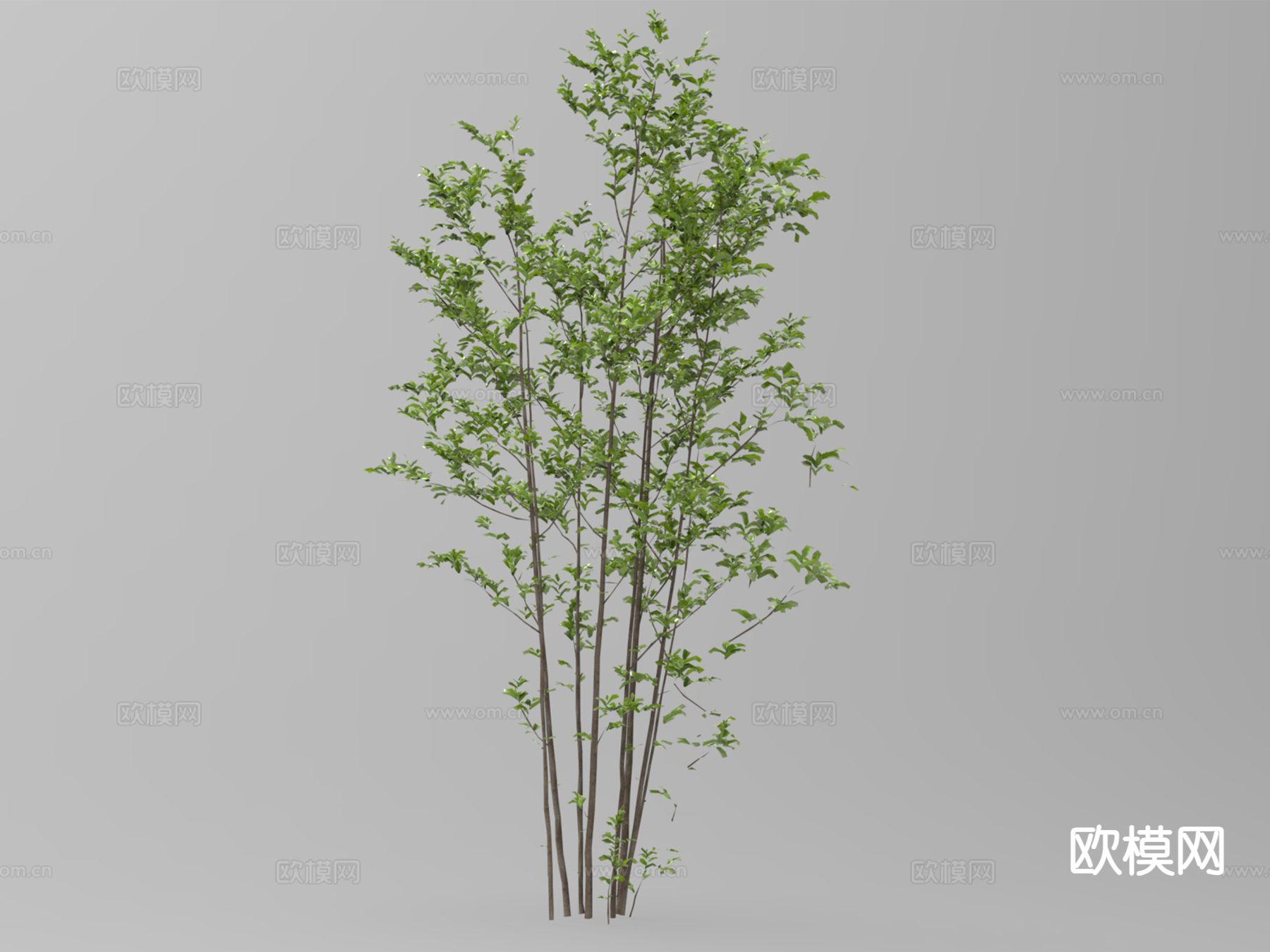 绿色植物 小树 景观树3d模型