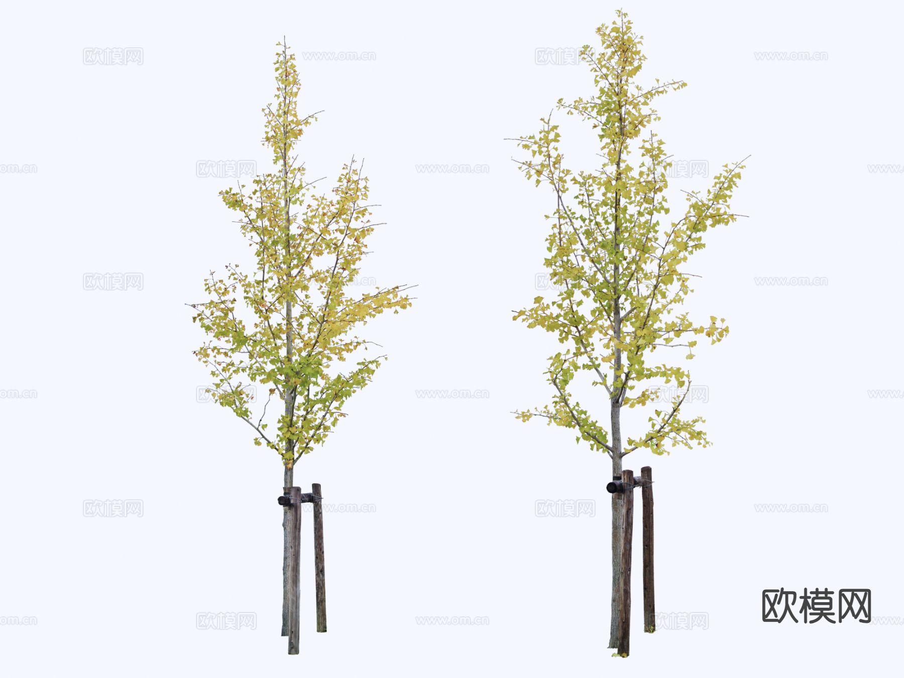 乔木 行道树 景观树 银杏树su模型下载（渲染图2）