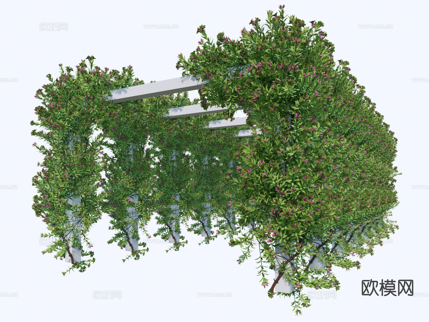 藤蔓绿植 爬藤 爬山虎 常青藤su模型下载（渲染图2）