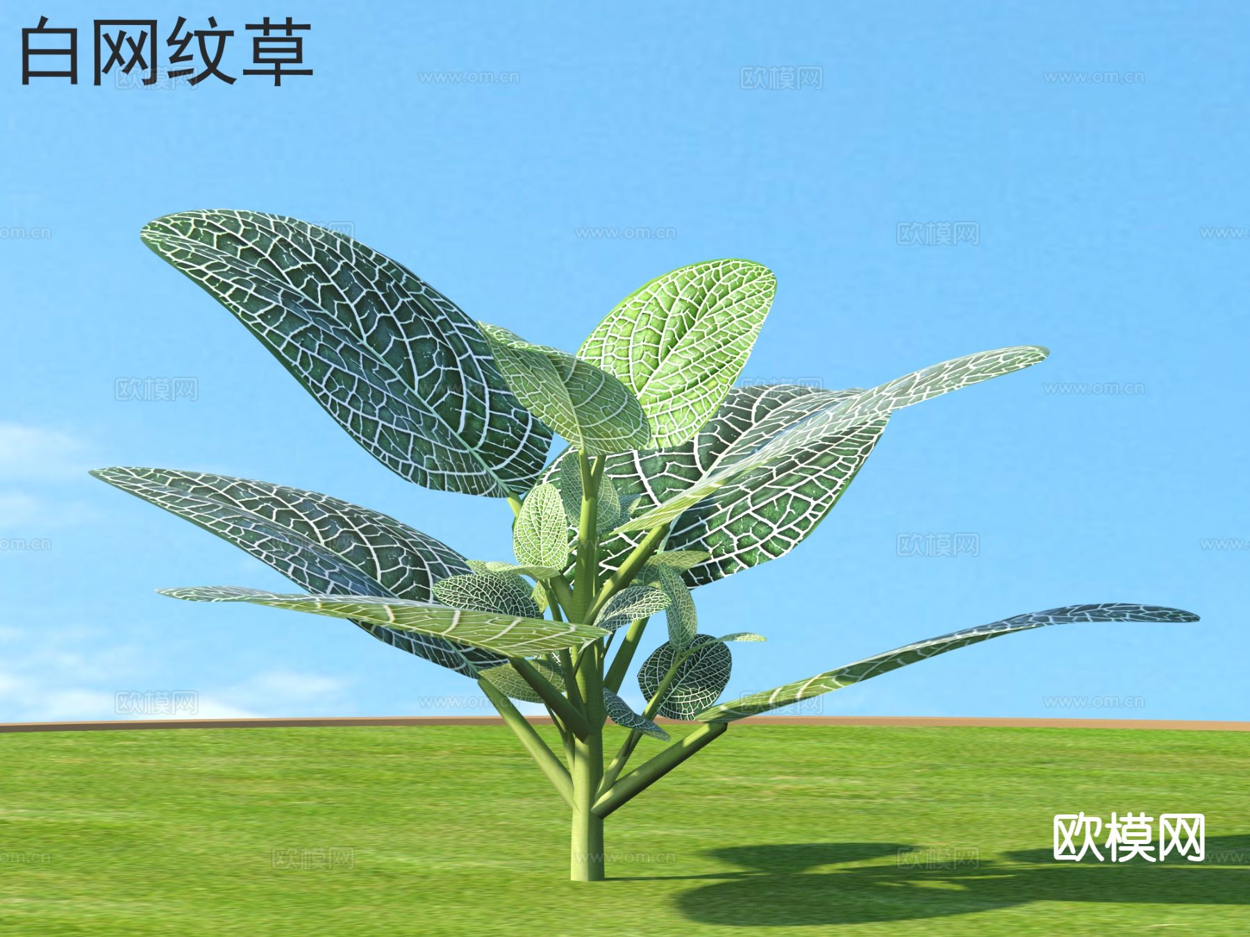 白网纹草 花草灌木 植物类3d模型