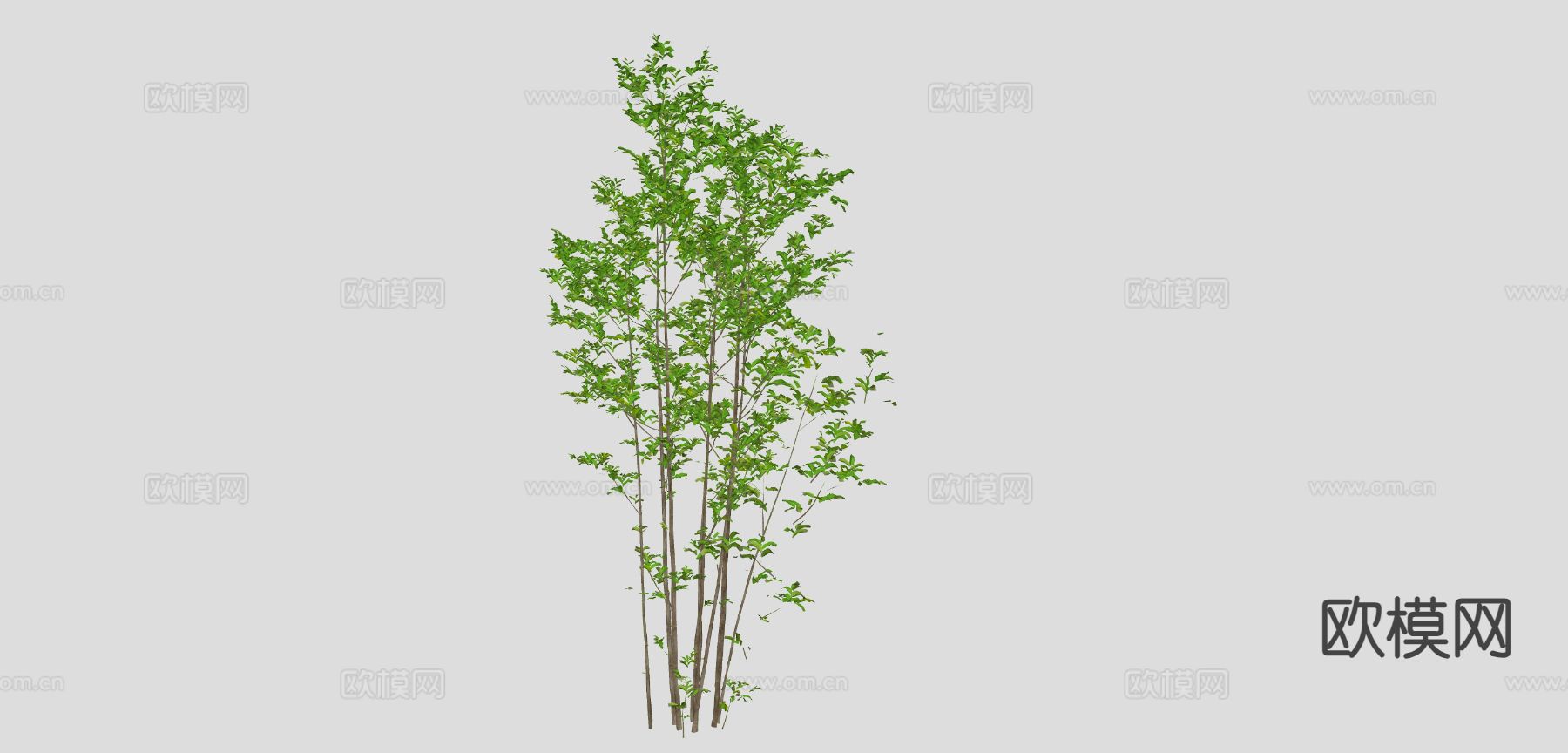 景观树 树木 乔木su模型下载（渲染图1）