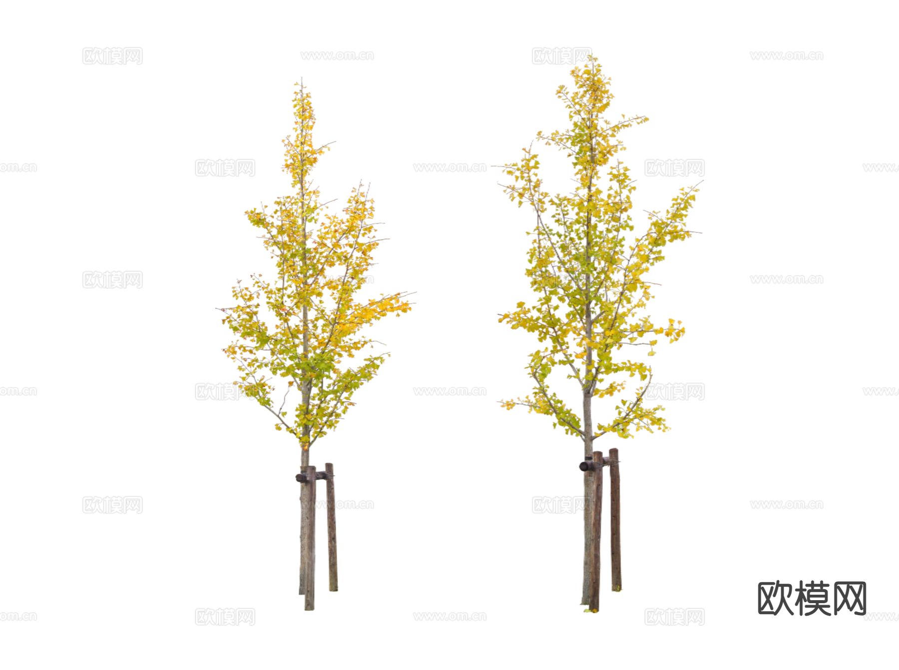 乔木 行道树 景观树 银杏树su模型下载（渲染图1）