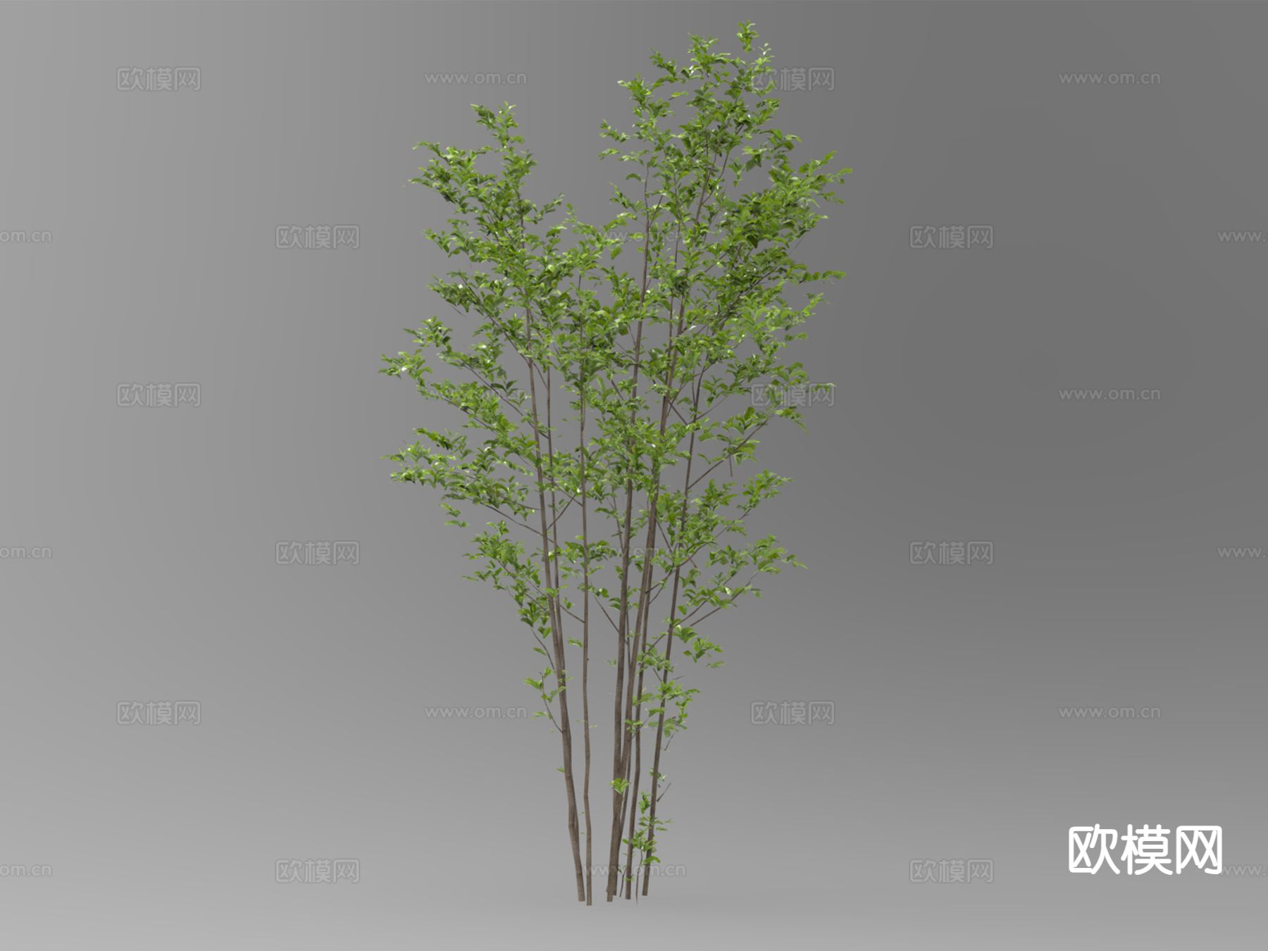 绿色植物 小树 景观树3d模型