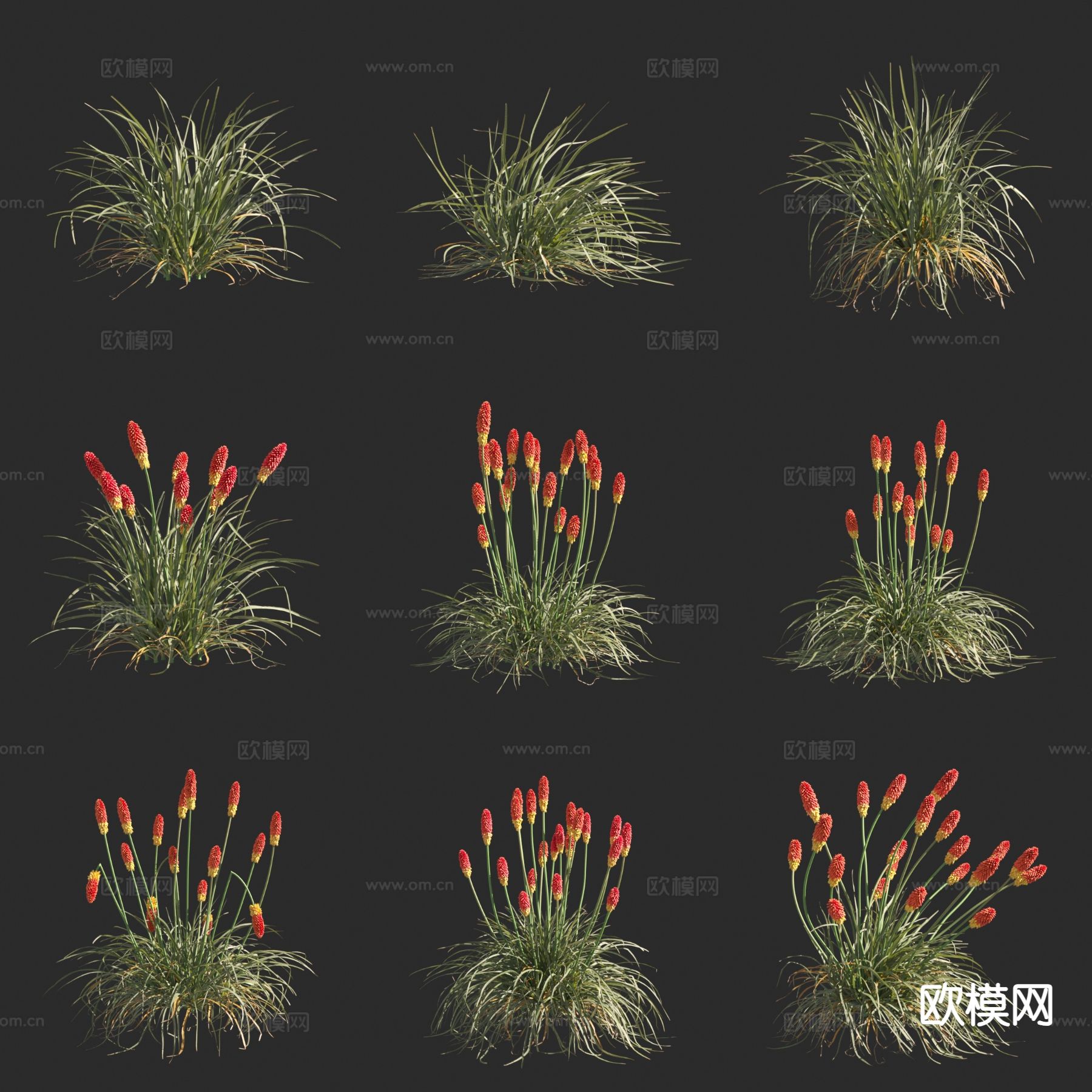 火炬花 花草3d模型