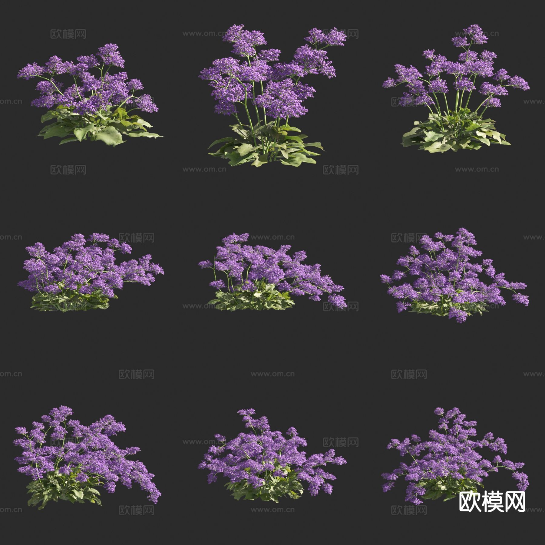 加那利补血草 花草3d模型