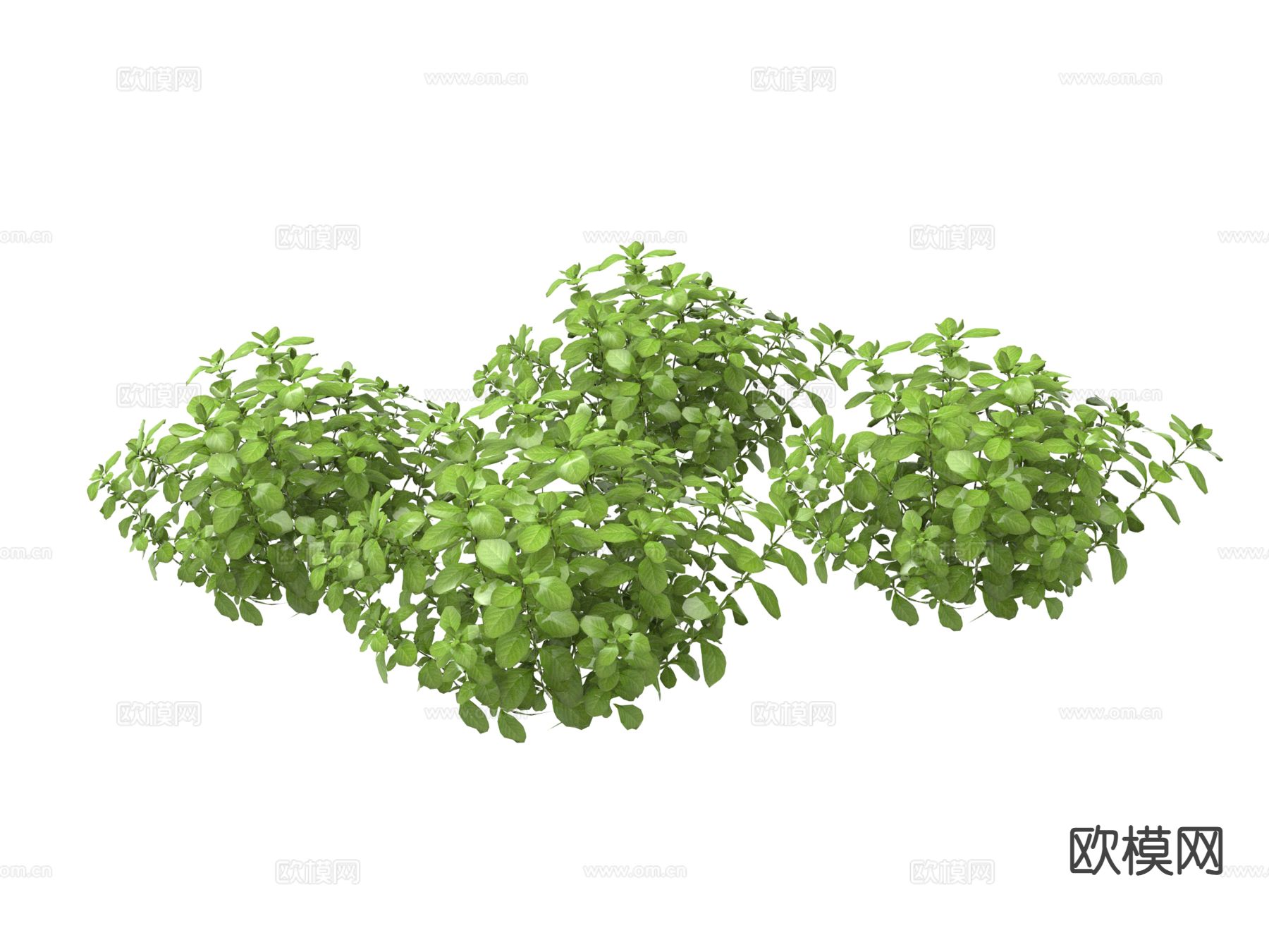 绿色植物 花草3d模型