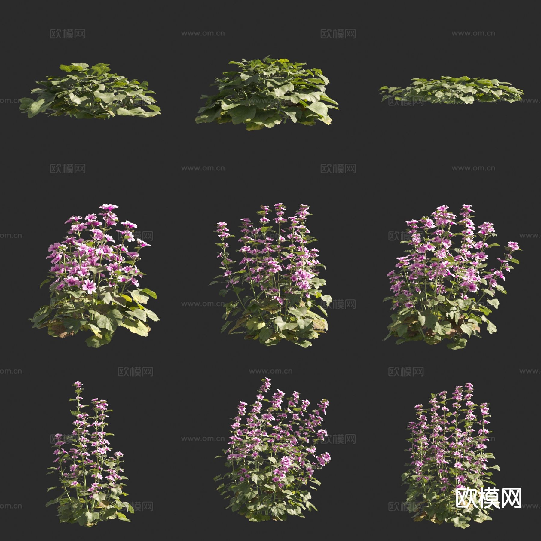 欧锦葵 花草 灌木3d模型