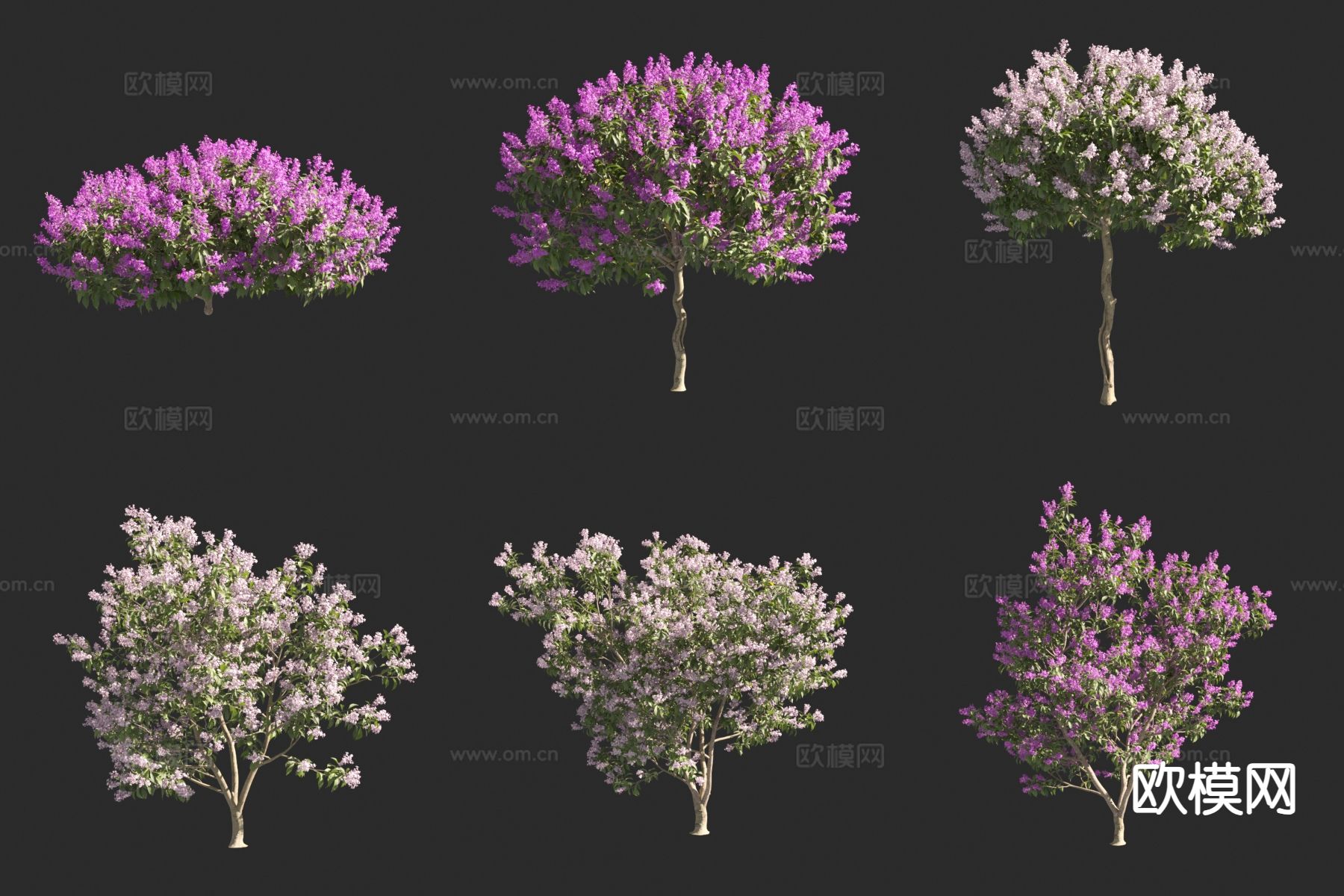 紫丁香丁 香花树3d模型