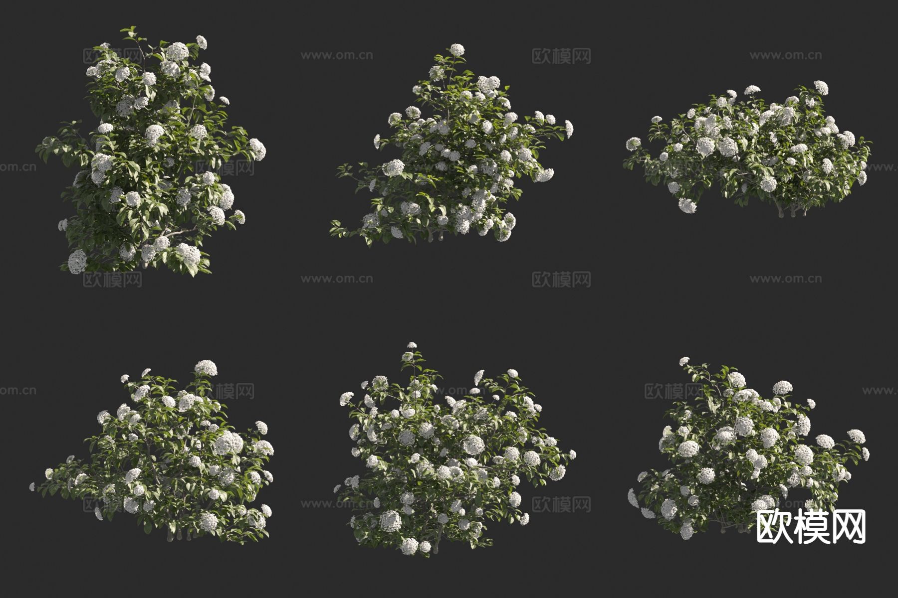 地中海荚蒾花草 灌木3d模型