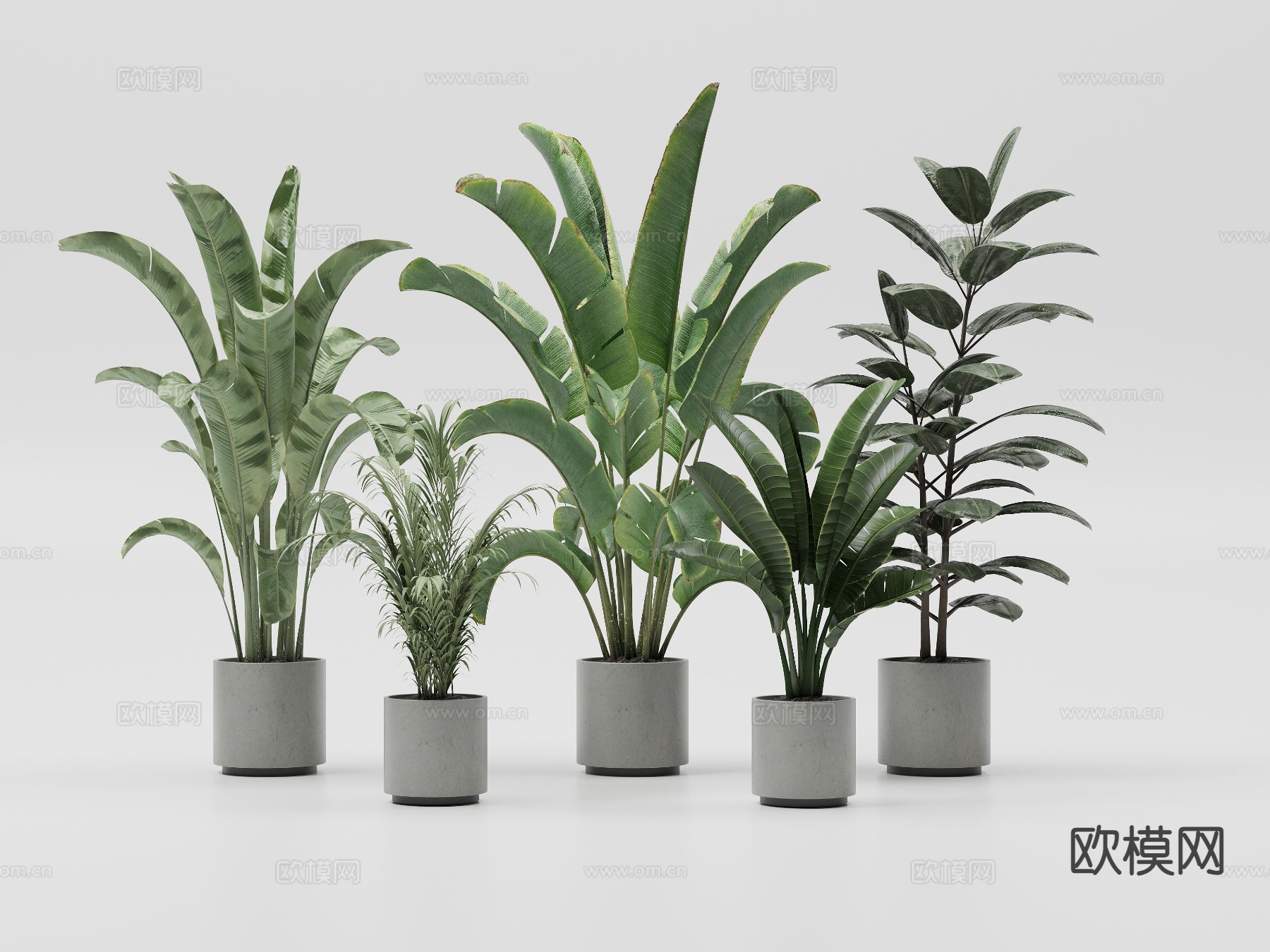 植物 盆栽 室内植物 芭蕉叶3d模型