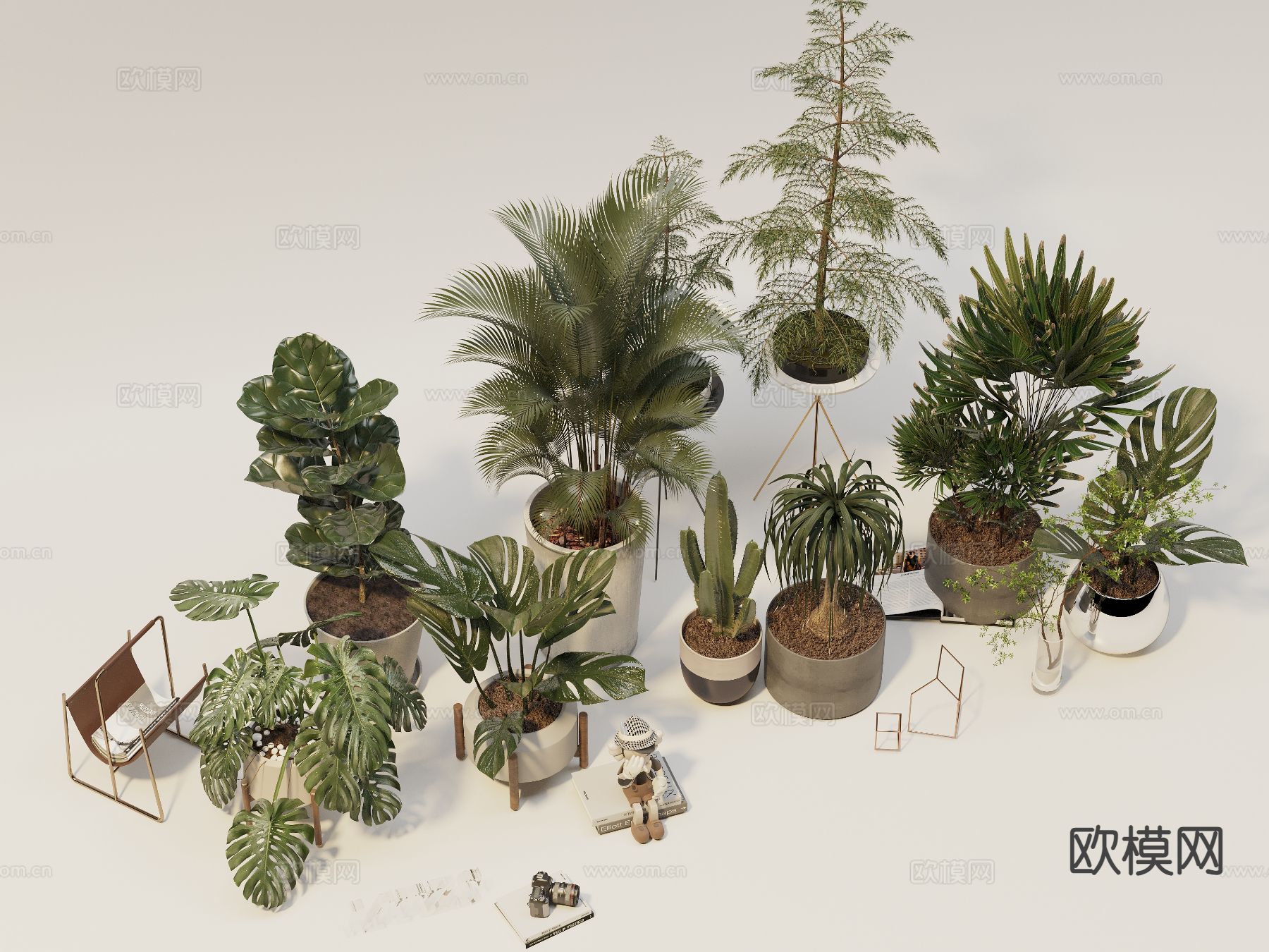 植物 盆栽 室内植物 散尾葵3d模型