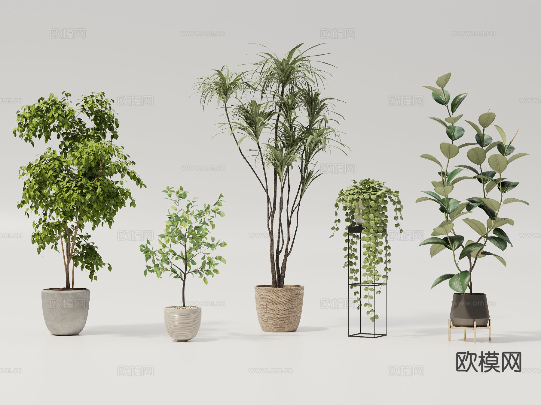 植物 盆栽 室内植物 绿萝3d模型