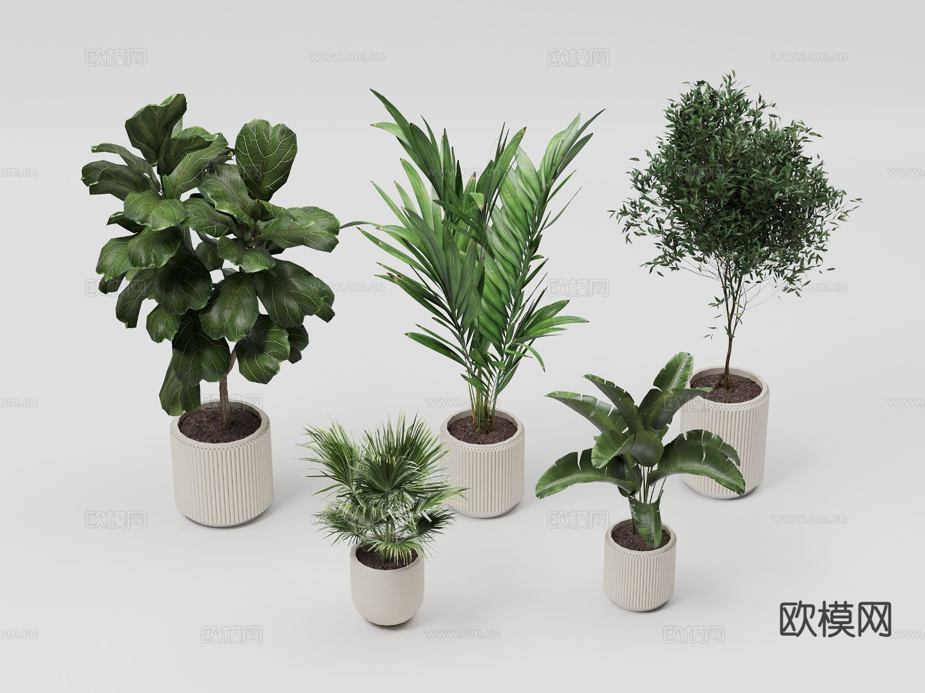 植物 盆栽 室内植物 芭蕉叶3d模型