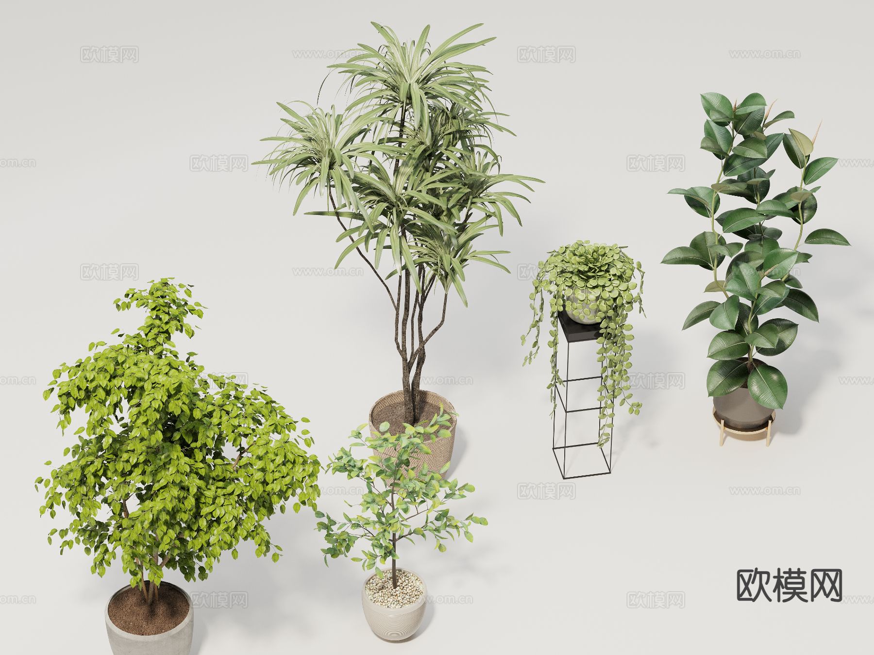 植物 盆栽 室内植物 绿萝3d模型