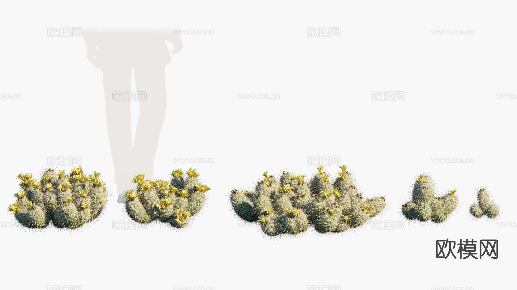 仙人掌 植物 花草 热带植物3d模型