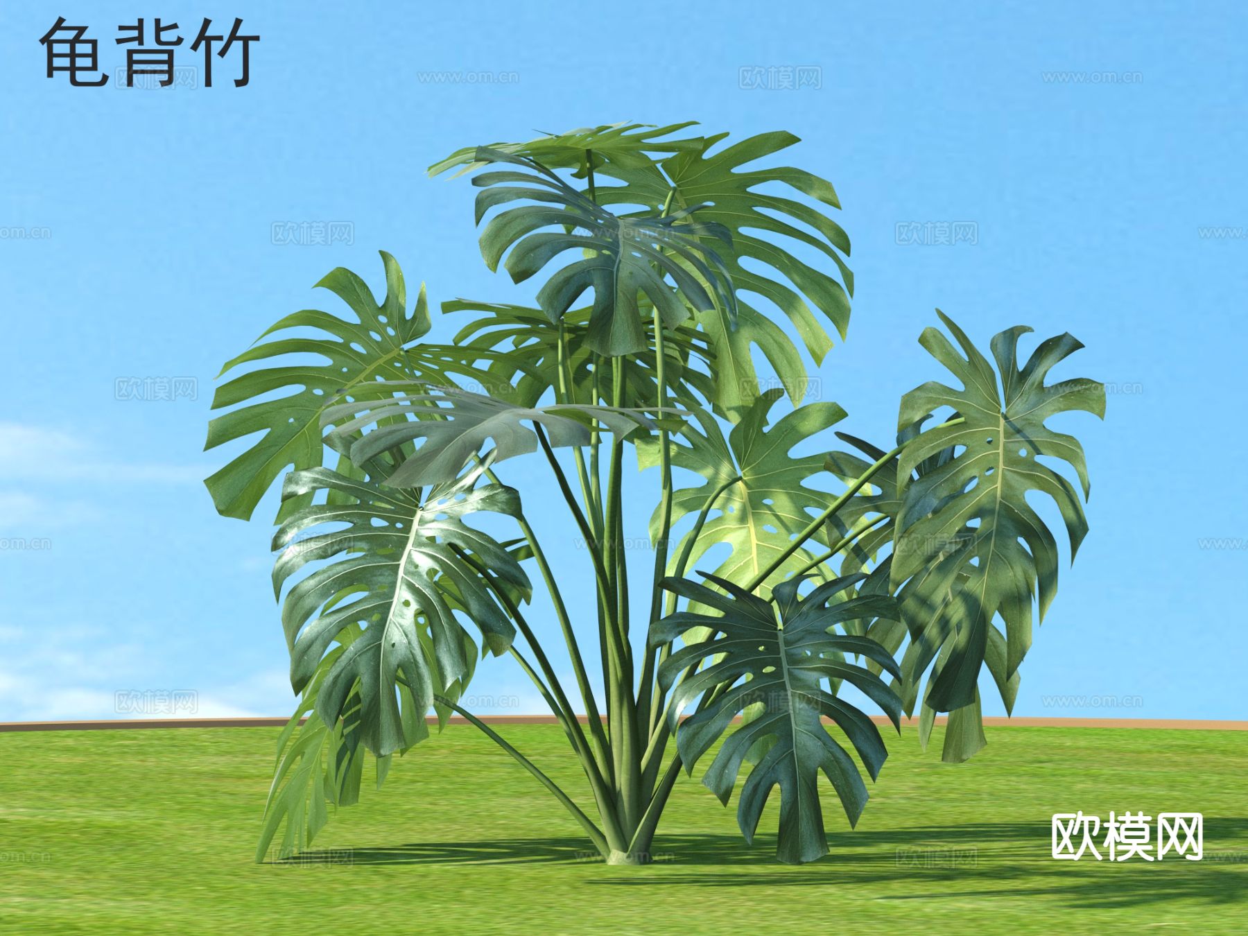 龟背竹 花草灌木 植物类3d模型