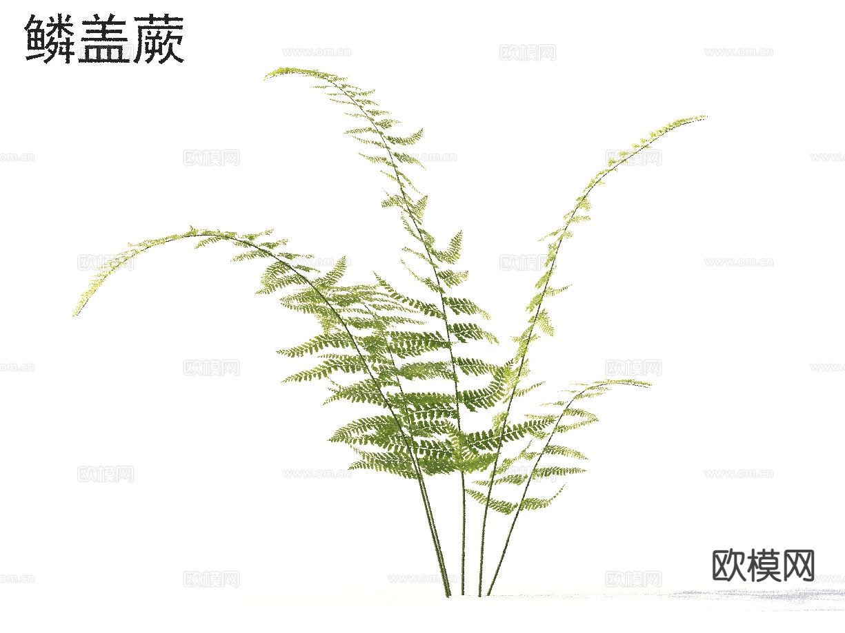 鳞盖蕨 花草灌木 植物类3d模型