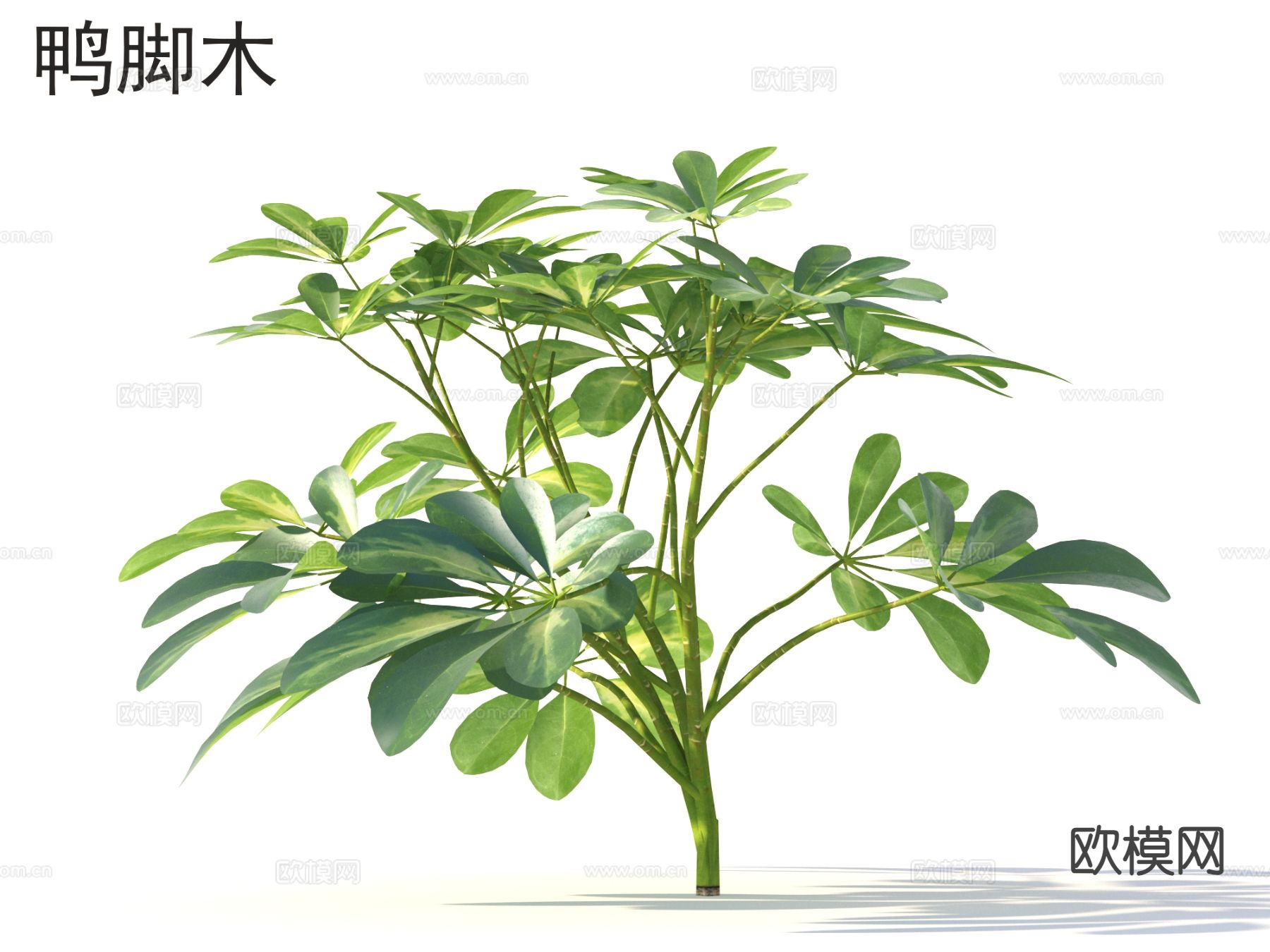 鸭脚木 花草灌木 植物类3d模型