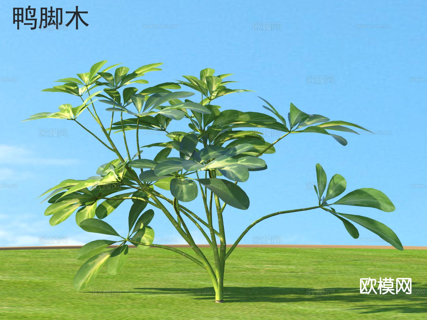 鸭脚木 花草灌木 植物类3d模型