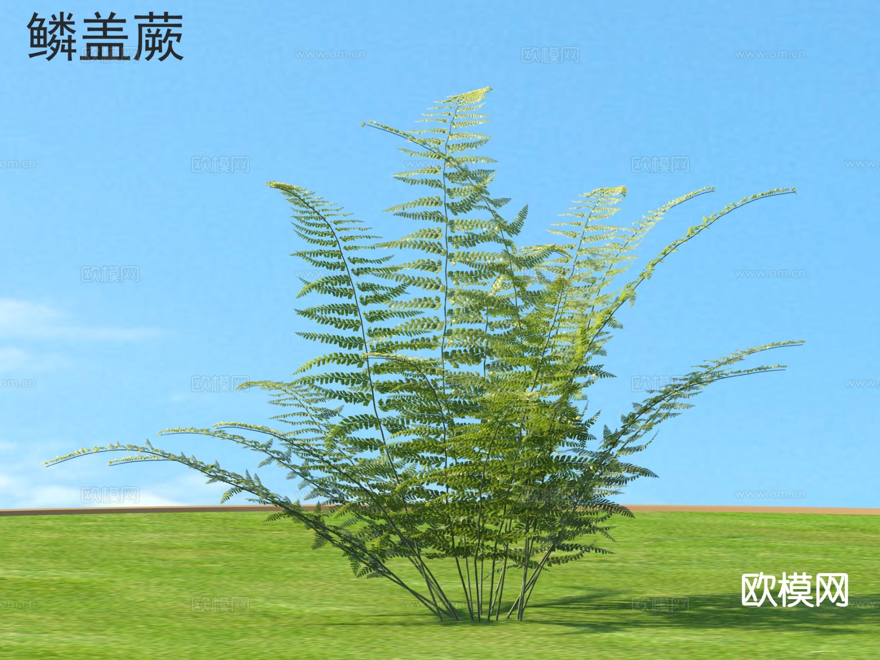 鳞盖蕨 花草灌木 植物类3d模型