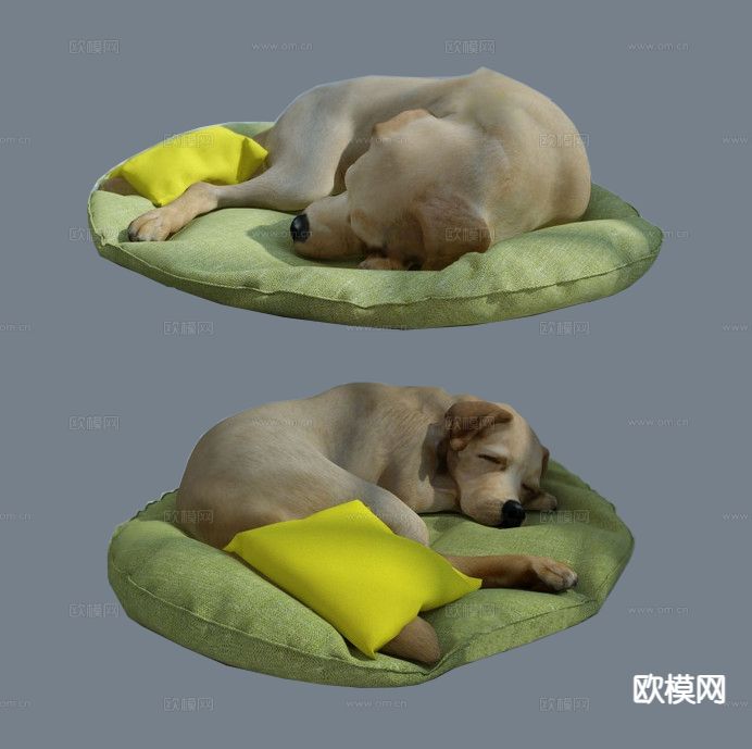 现代动物 宠物狗 中华田园犬3d模型