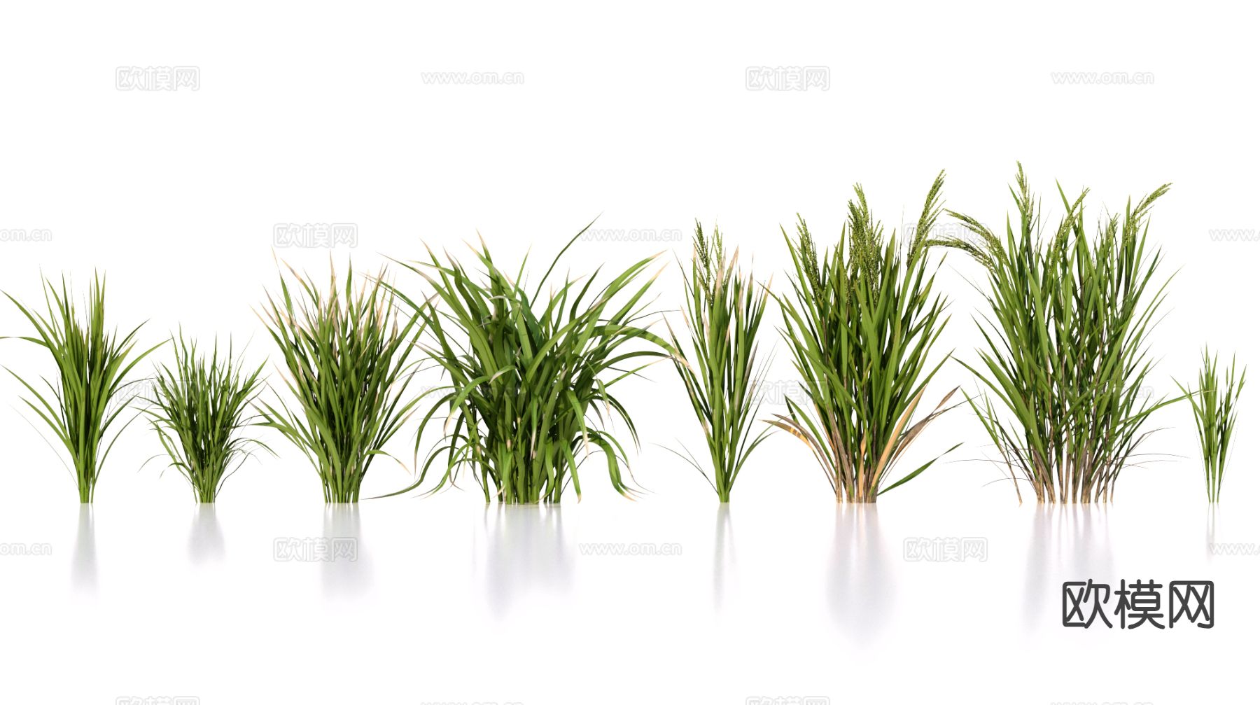 水稻 农作物su模型下载（渲染图2）