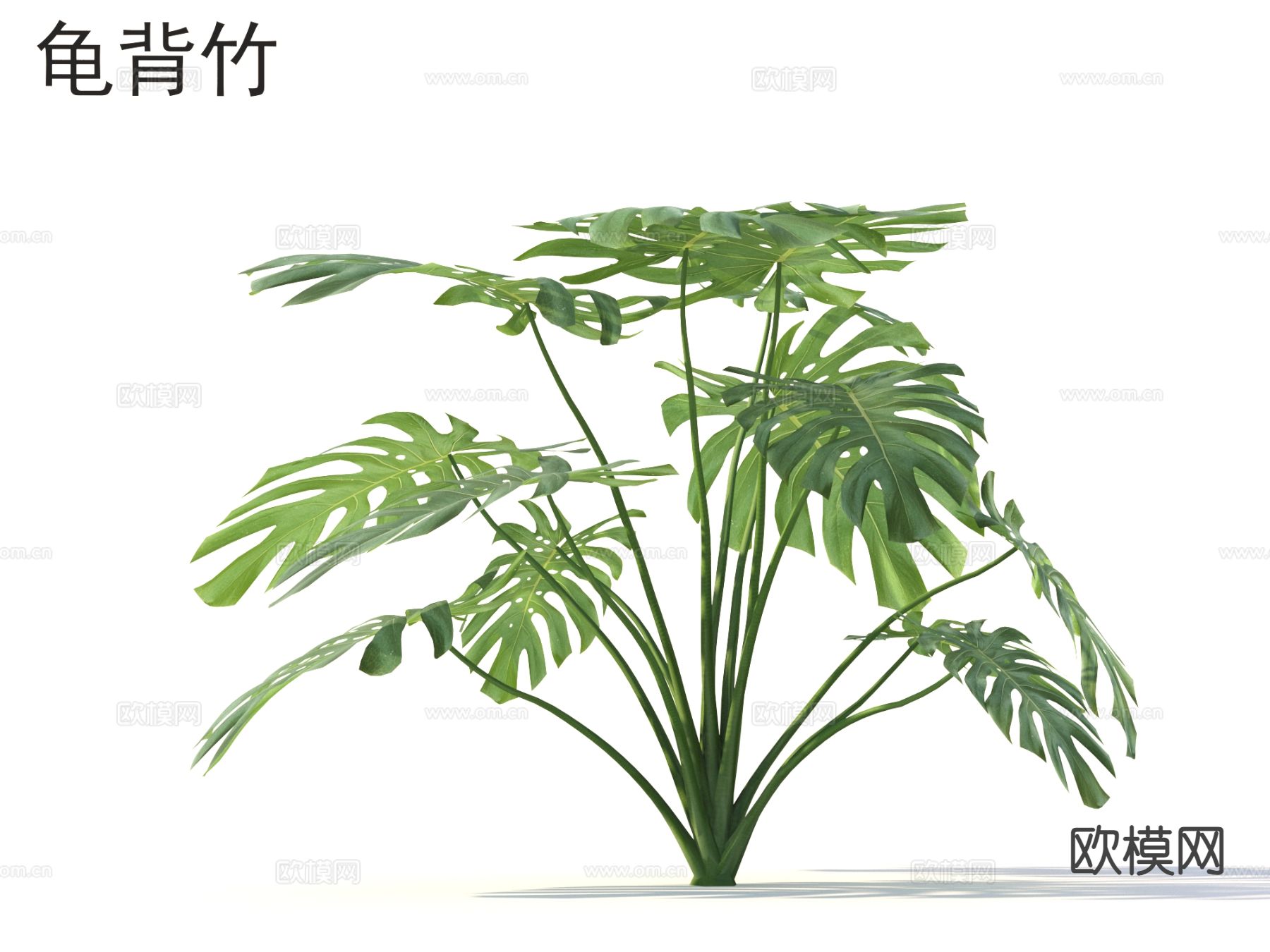 龟背竹 花草灌木 植物类3d模型